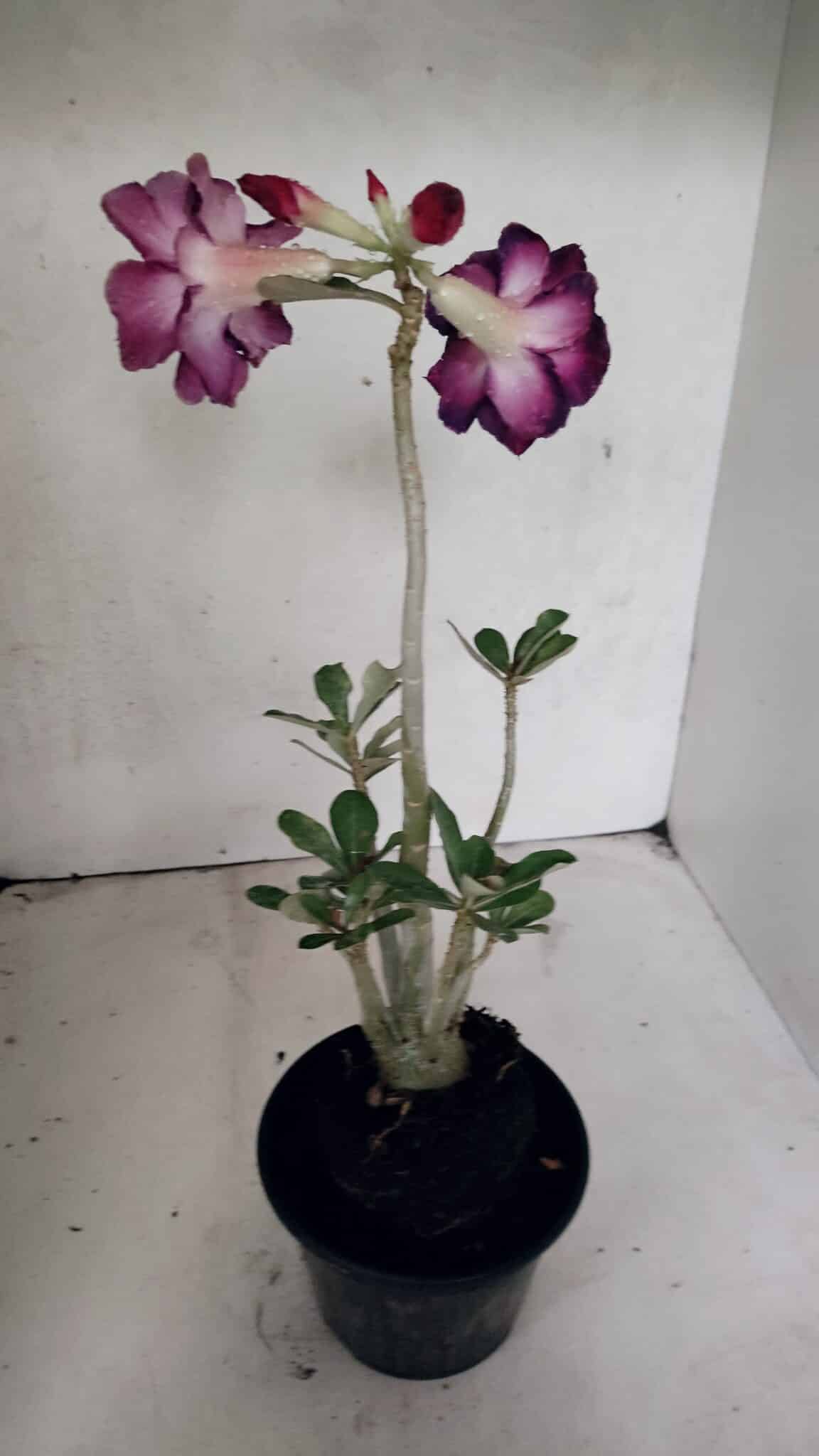 Planta Dobrada 3720 – 35cm – 03 anos - foto 5