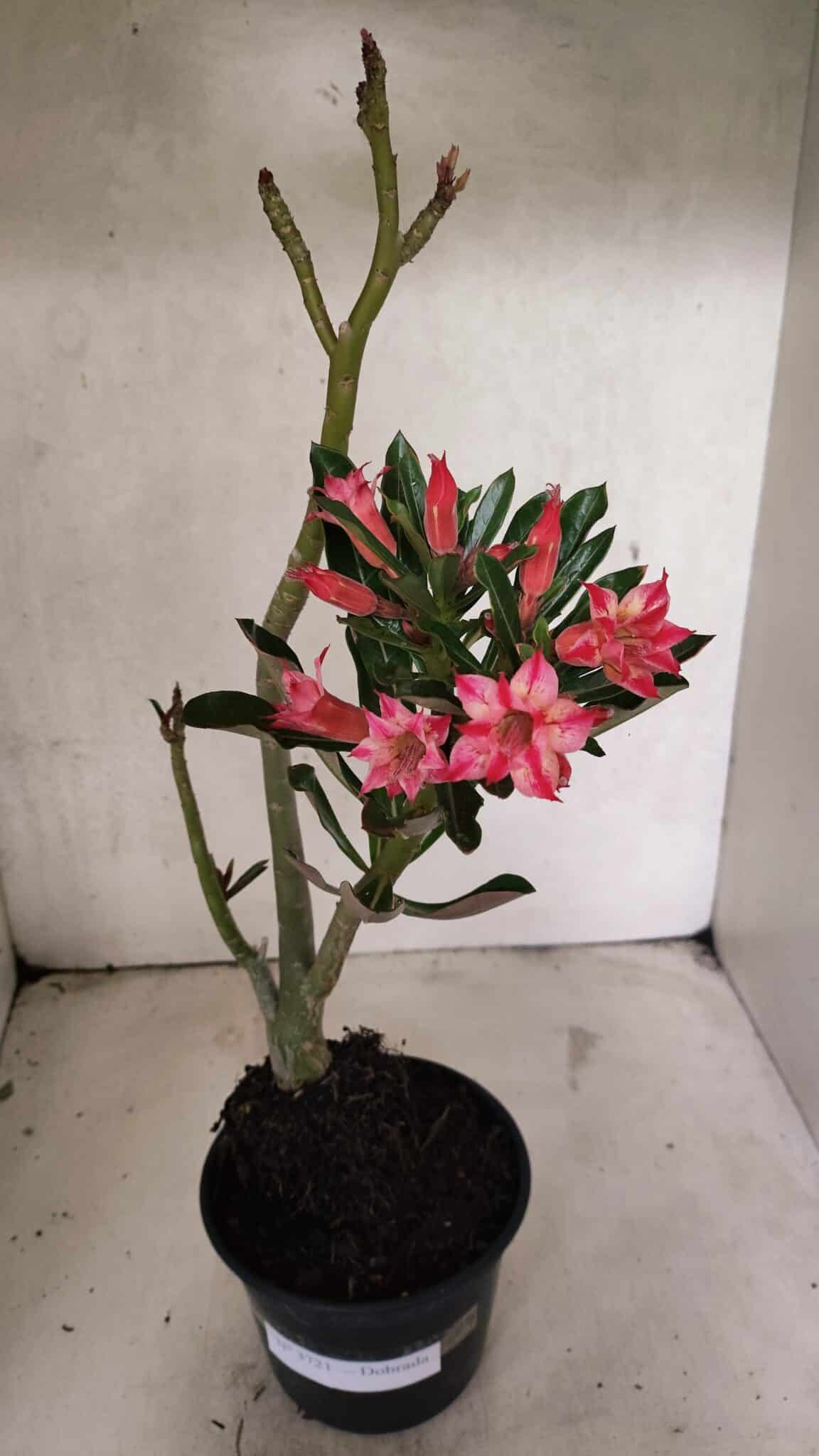 Planta Dobrada 3721 – 35cm – 03 anos - foto 2