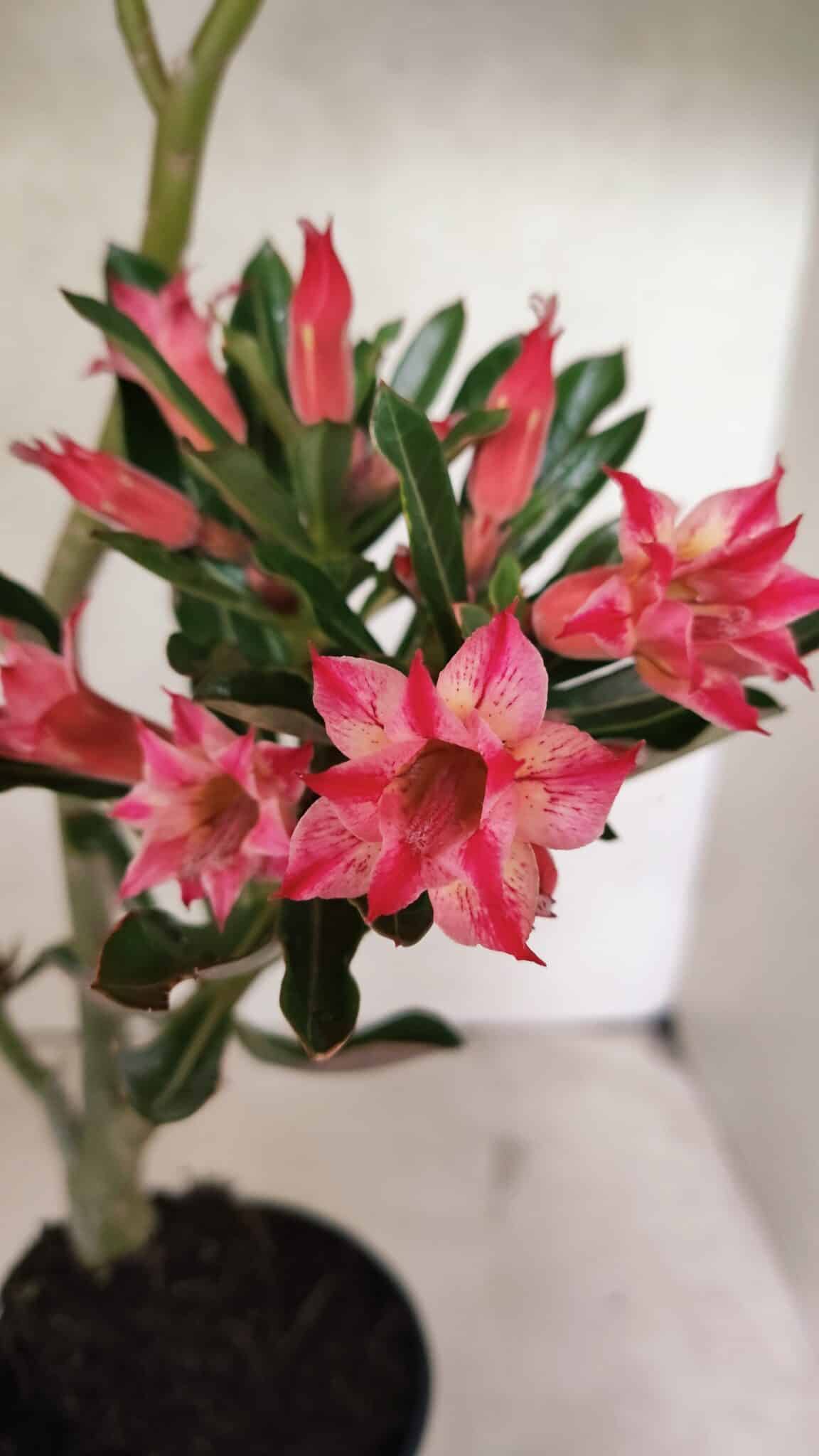 Planta Dobrada 3721 – 35cm – 03 anos - foto 4
