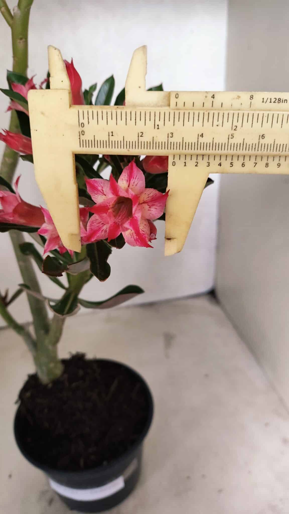 Planta Dobrada 3721 – 35cm – 03 anos - foto 3