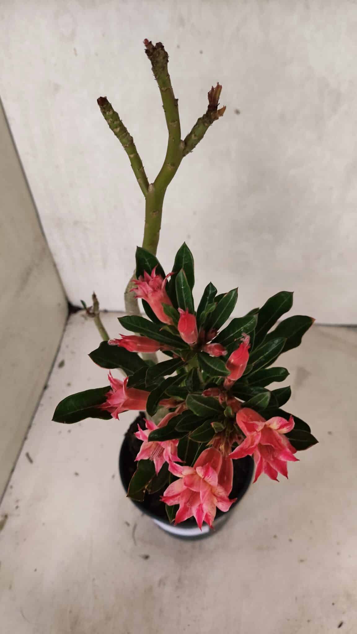 Planta Dobrada 3721 – 35cm – 03 anos - foto 5