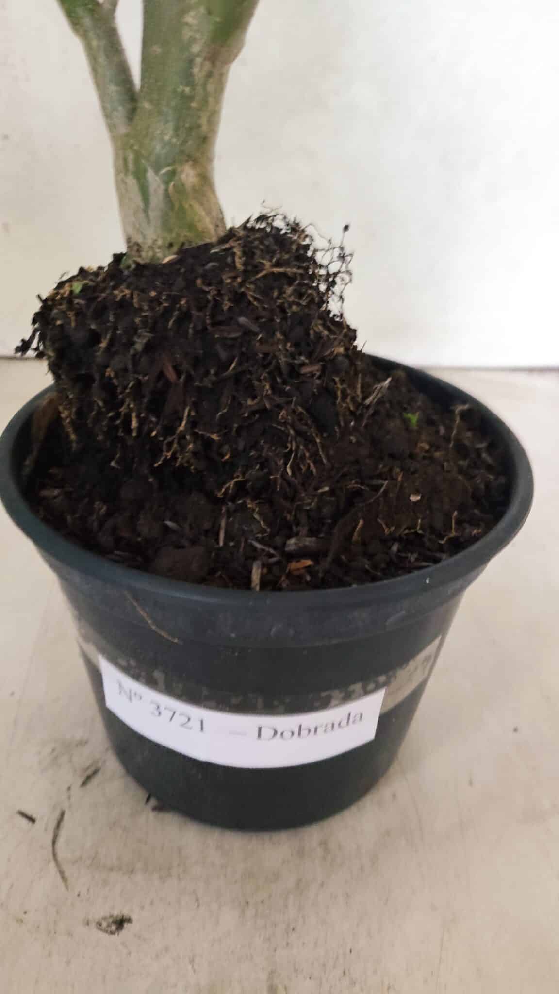 Planta Dobrada 3721 – 35cm – 03 anos - foto 8