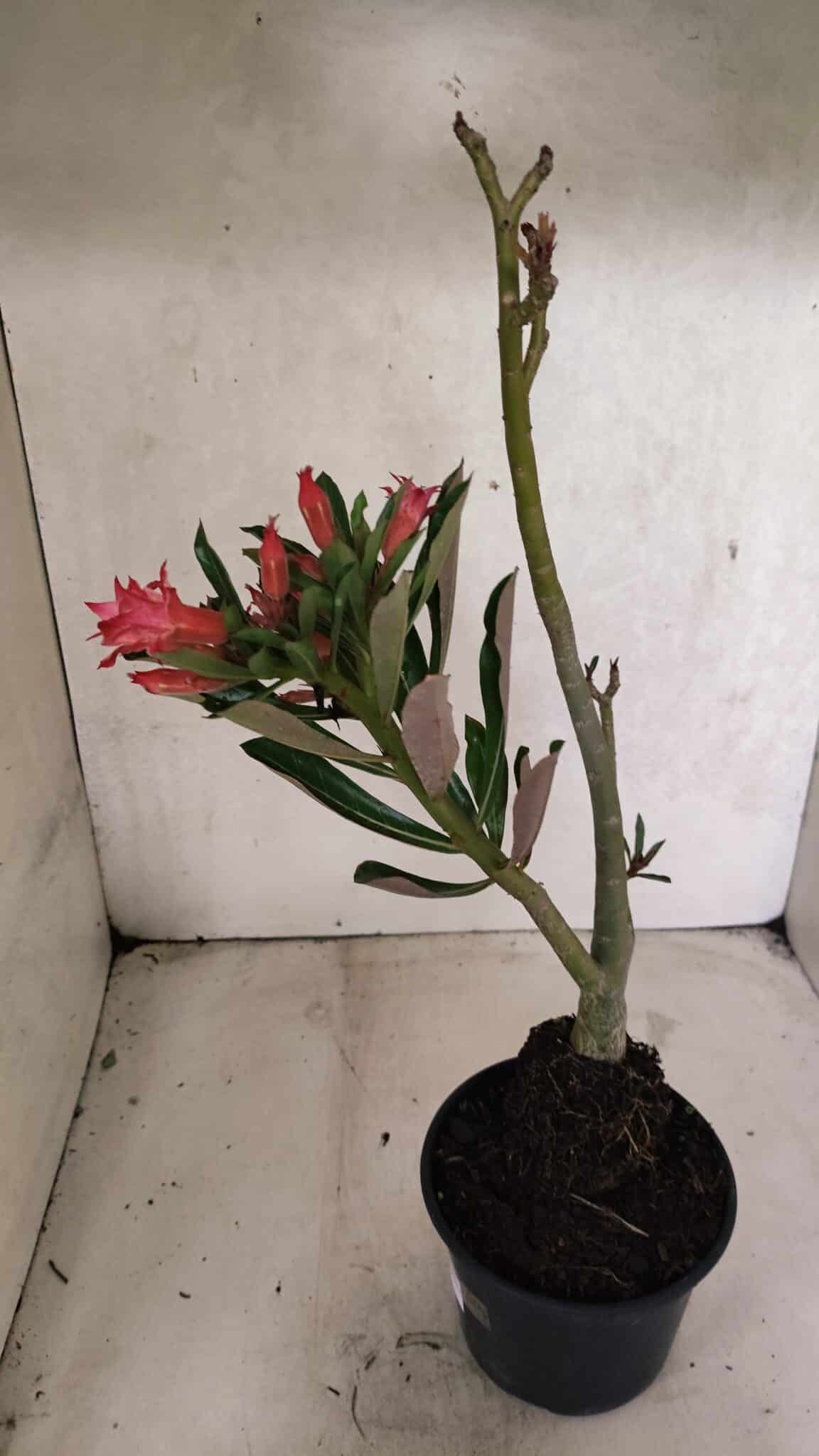Planta Dobrada 3721 – 35cm – 03 anos - foto 7