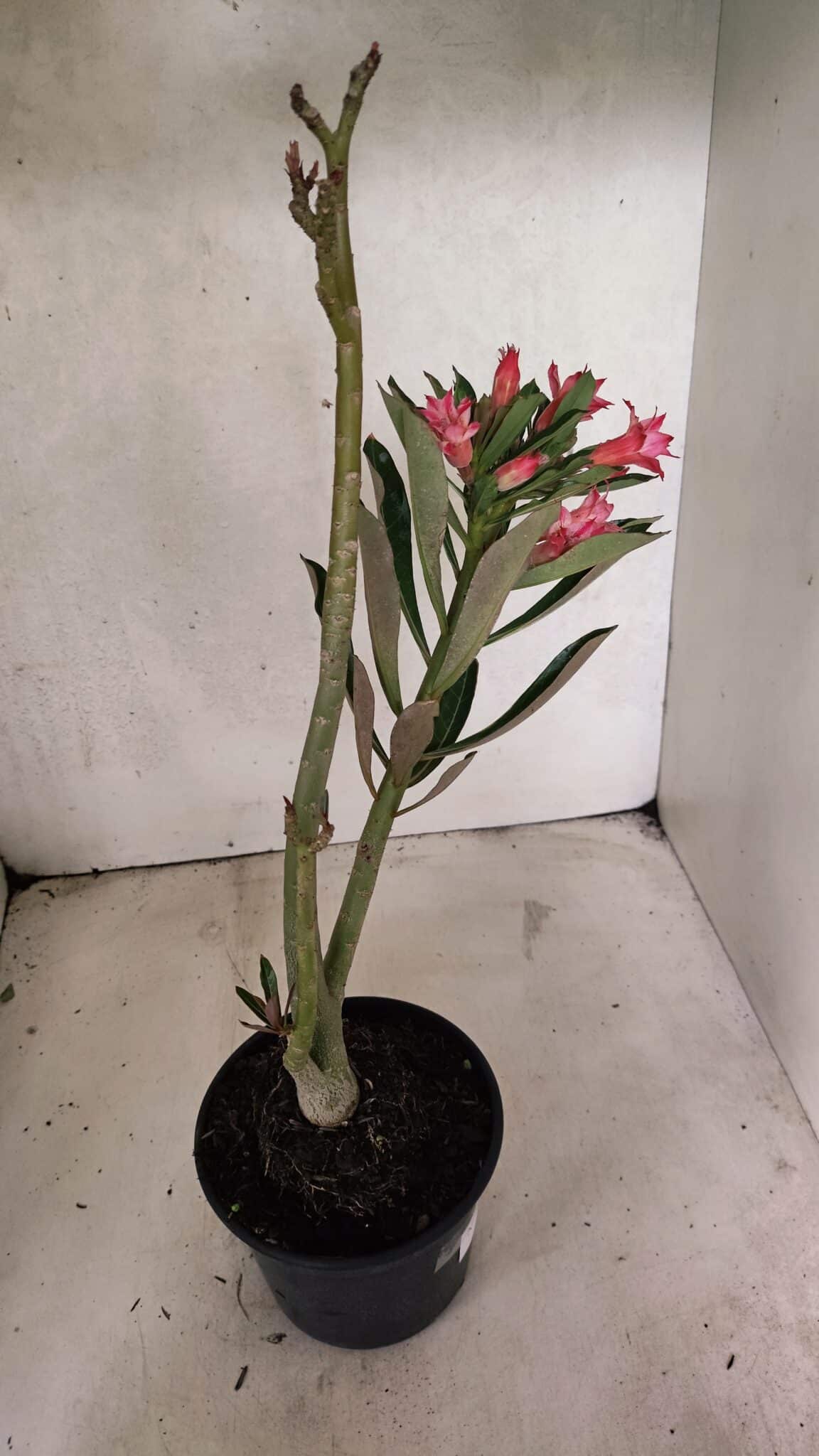 Planta Dobrada 3721 – 35cm – 03 anos - foto 6
