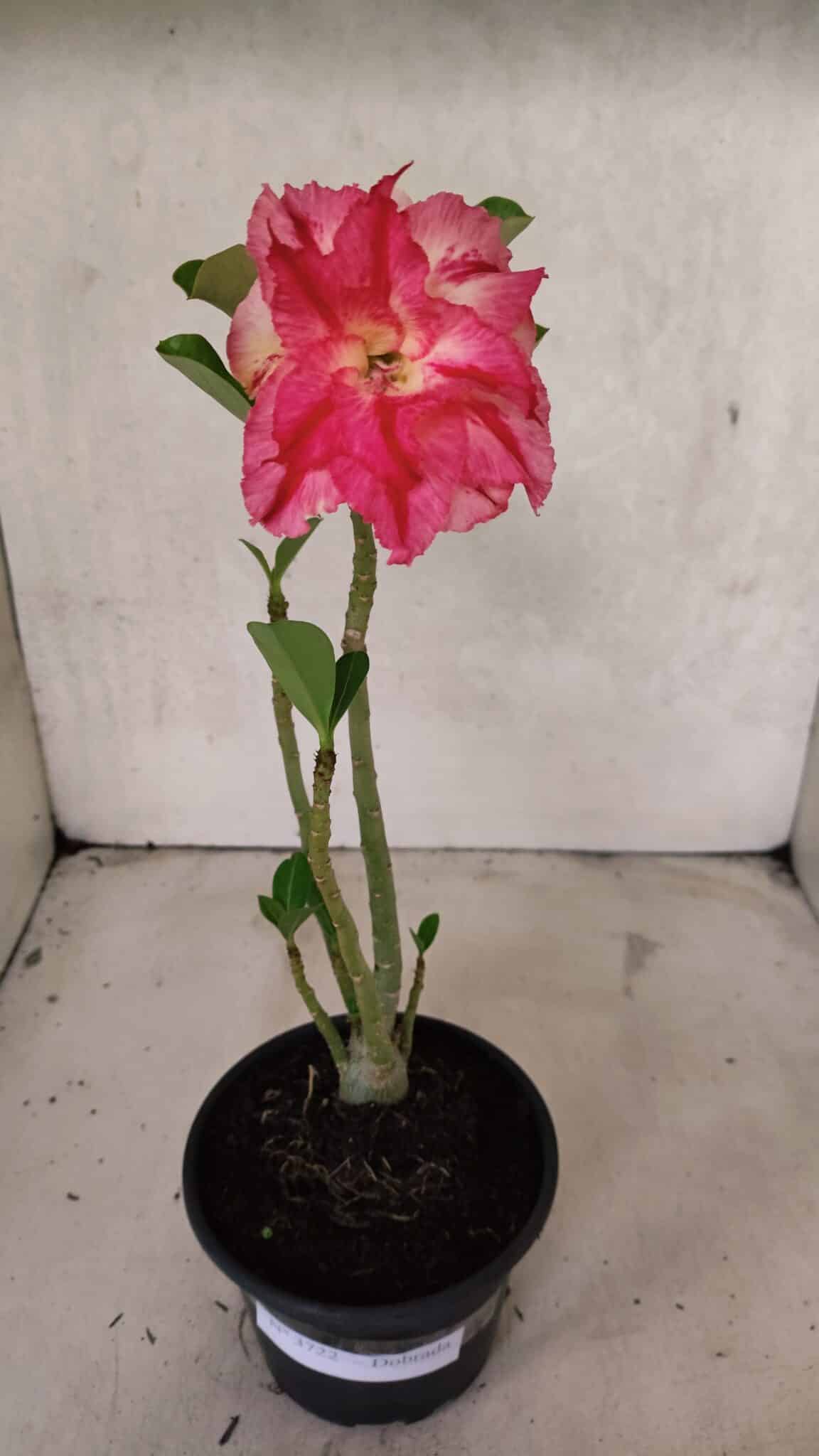 Planta Dobrada 3722 – 30cm – 02 anos - foto 2