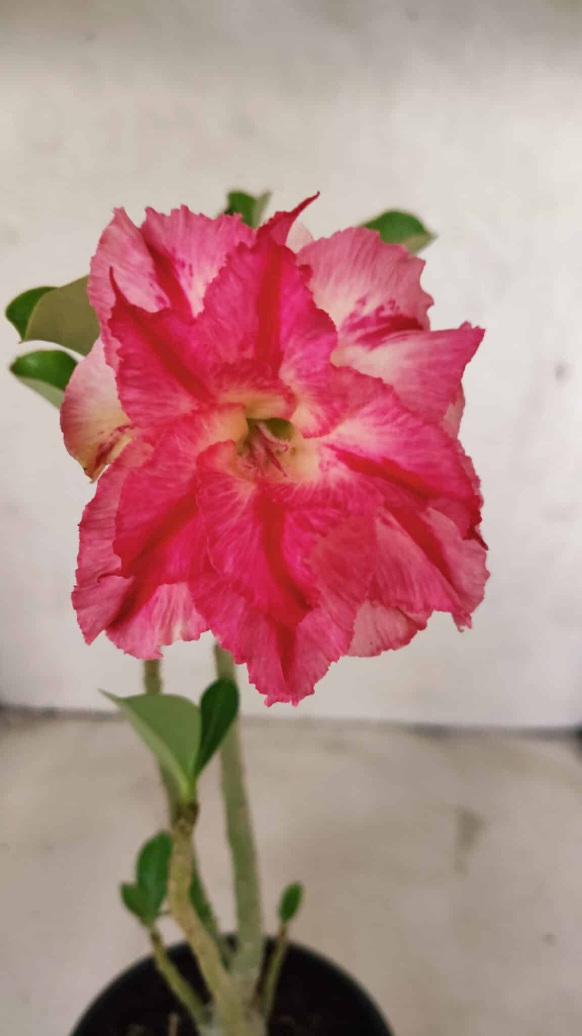 Planta Dobrada 3722 – 30cm – 02 anos - foto 3