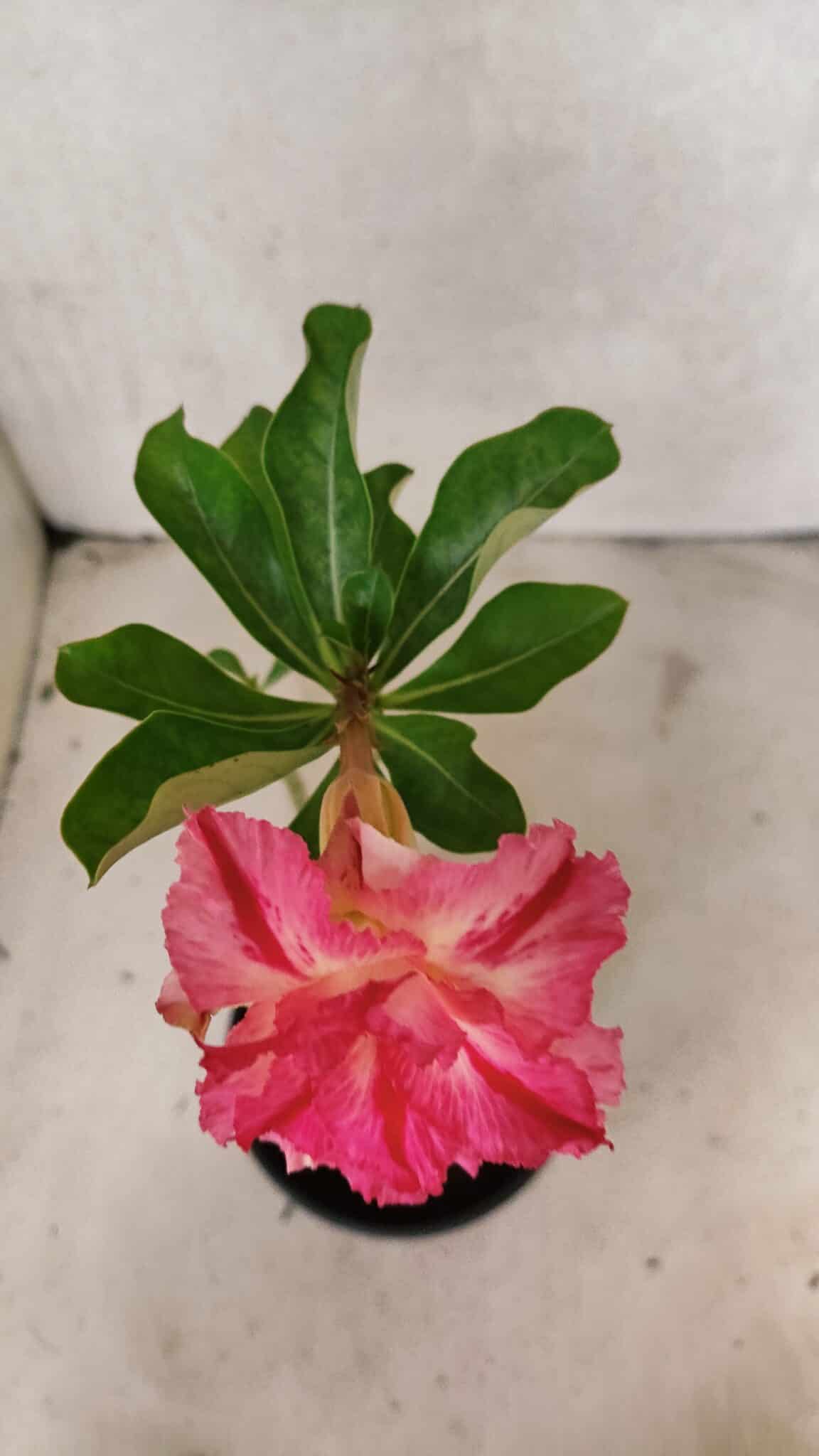 Planta Dobrada 3722 – 30cm – 02 anos - foto 4