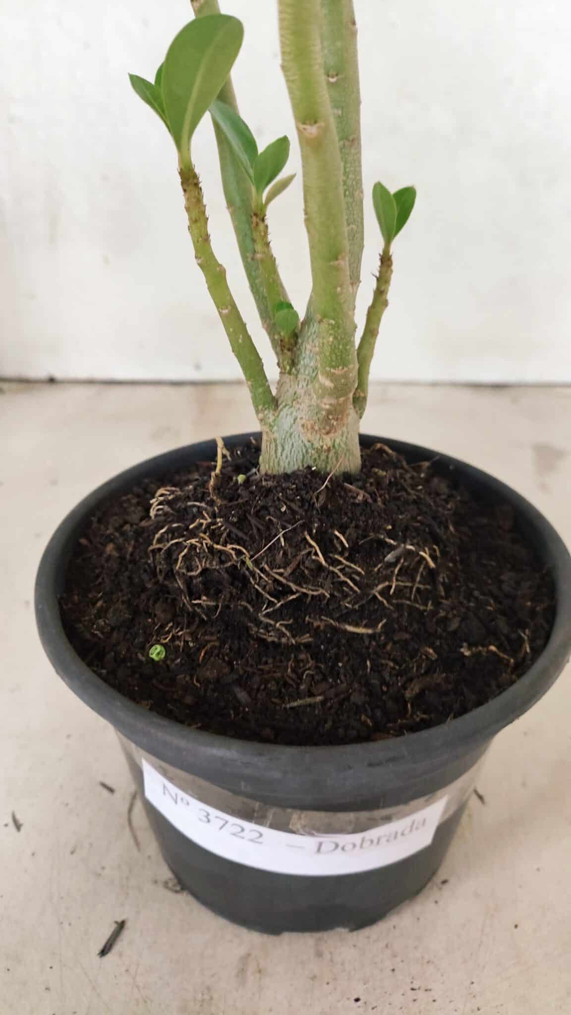 Planta Dobrada 3722 – 30cm – 02 anos - foto 6