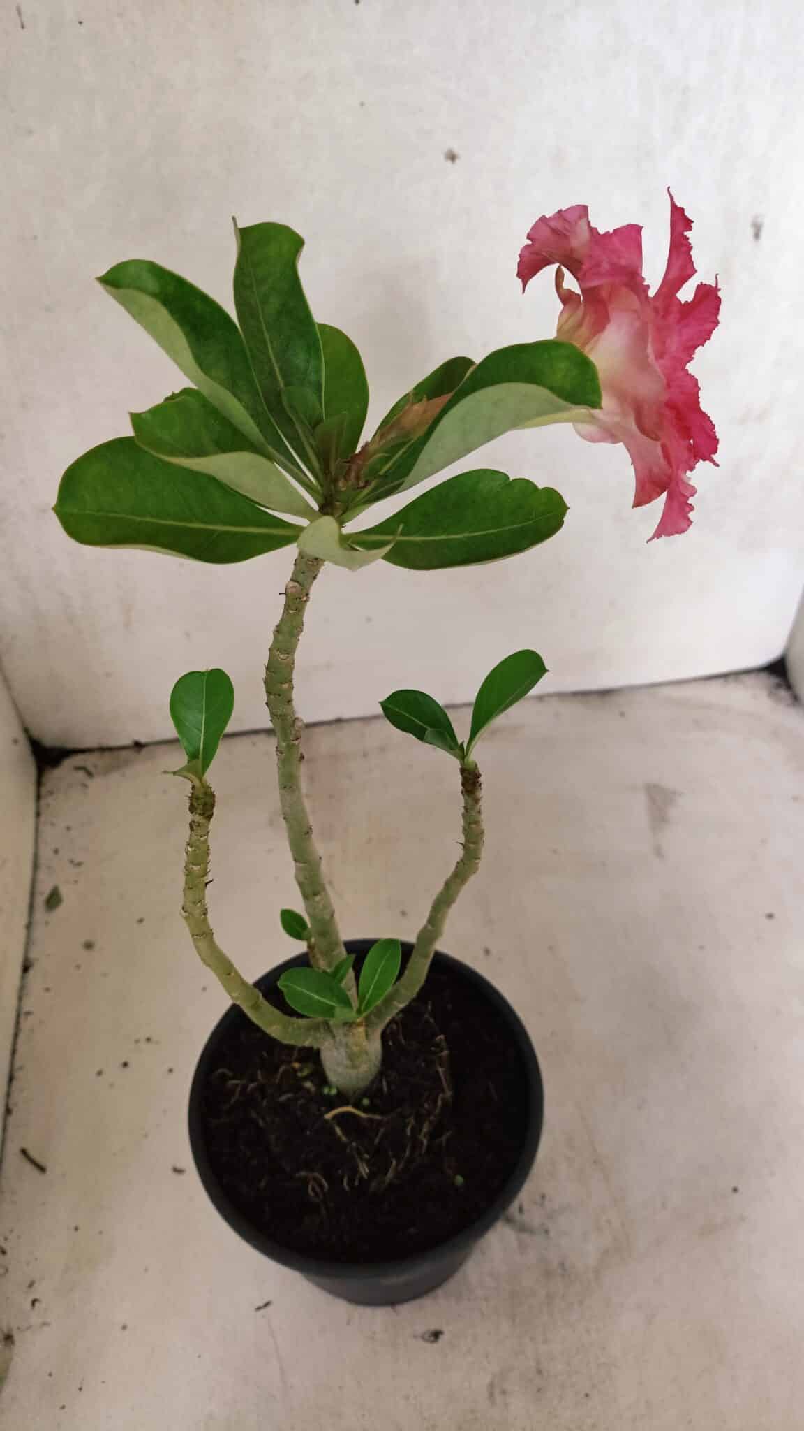 Planta Dobrada 3722 – 30cm – 02 anos - foto 5