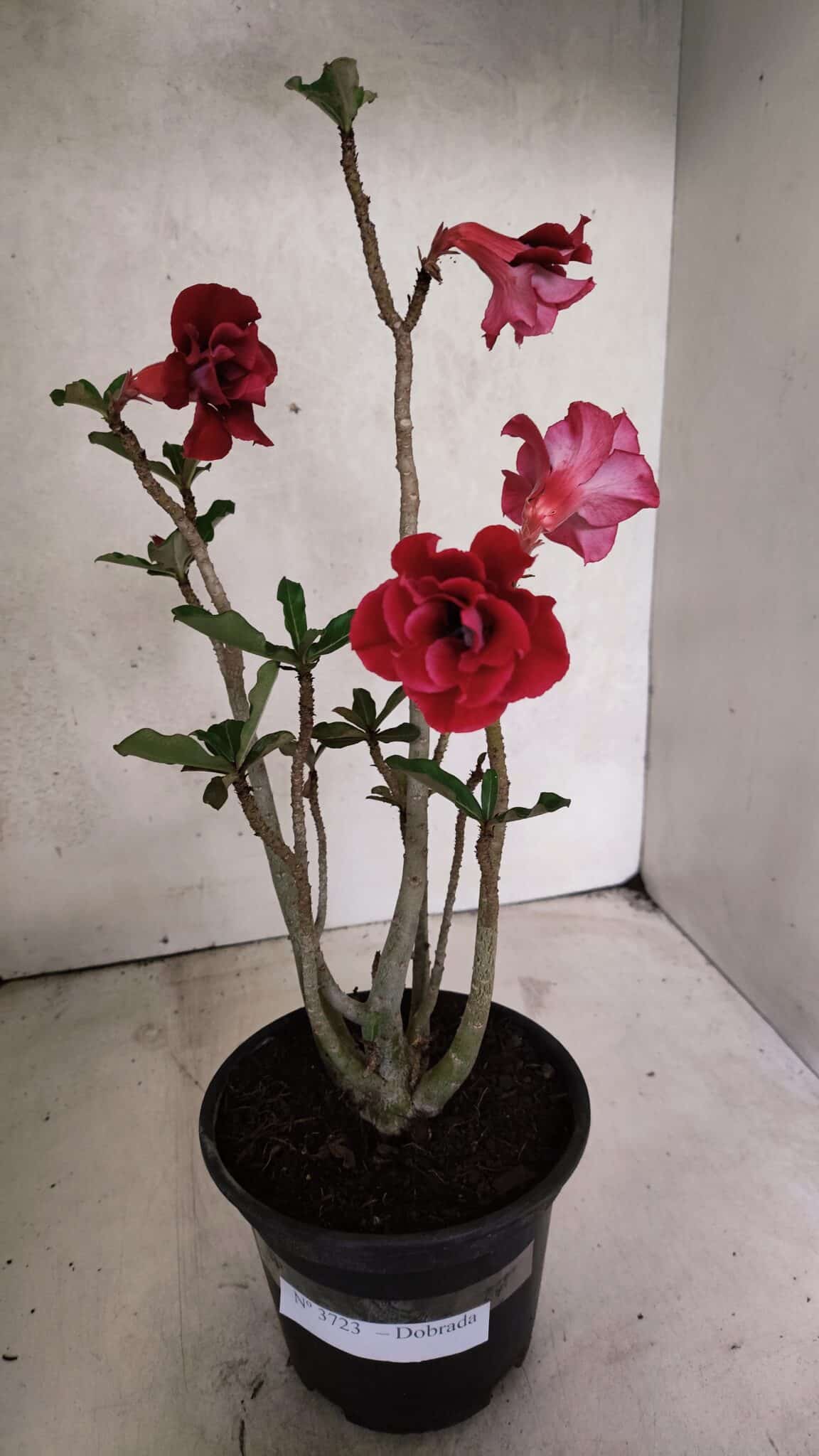 Planta Dobrada 3723 – 35cm – 03 anos - foto 2