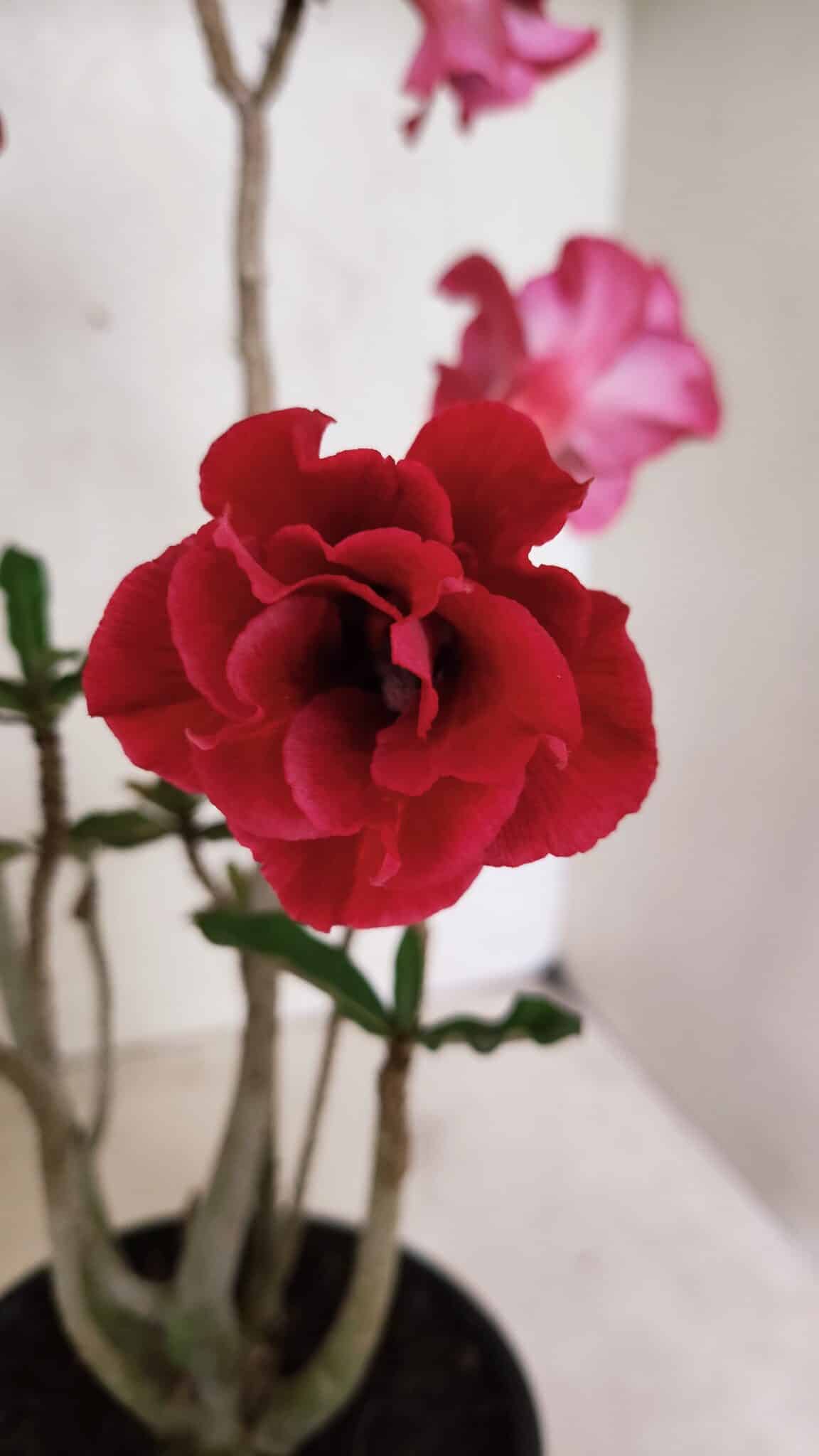 Planta Dobrada 3723 – 35cm – 03 anos - foto 4