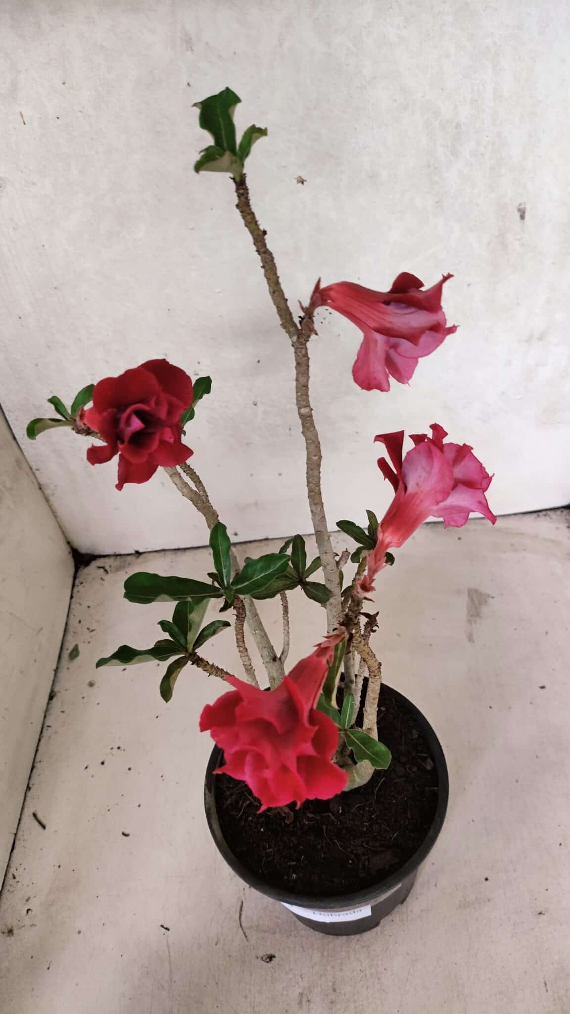 Planta Dobrada 3723 – 35cm – 03 anos - foto 5