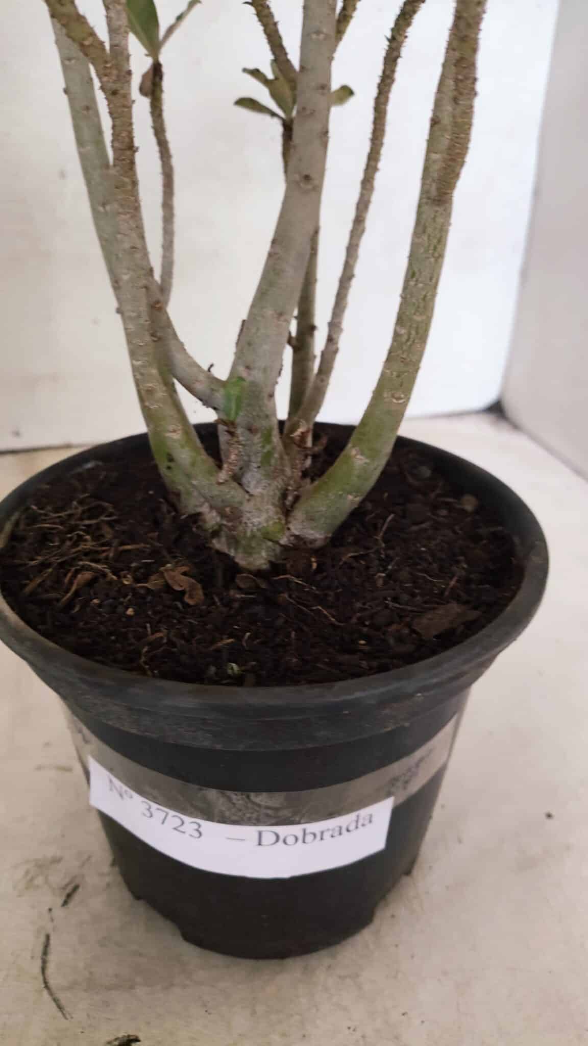 Planta Dobrada 3723 – 35cm – 03 anos - foto 7