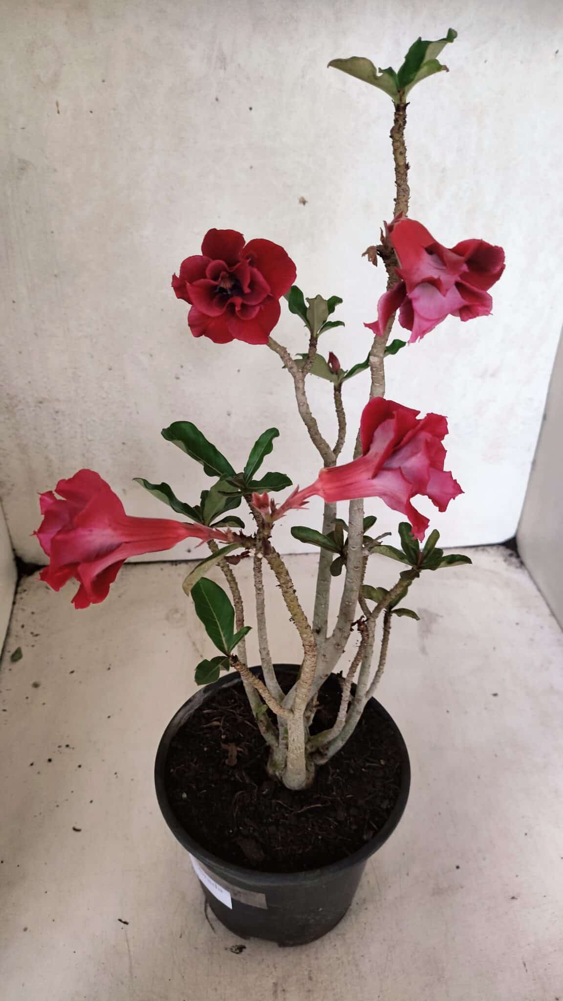 Planta Dobrada 3723 – 35cm – 03 anos - foto 6
