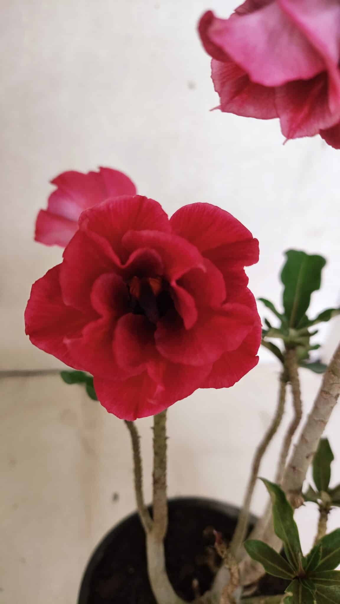 Planta Dobrada 3723 – 35cm – 03 anos - foto 3