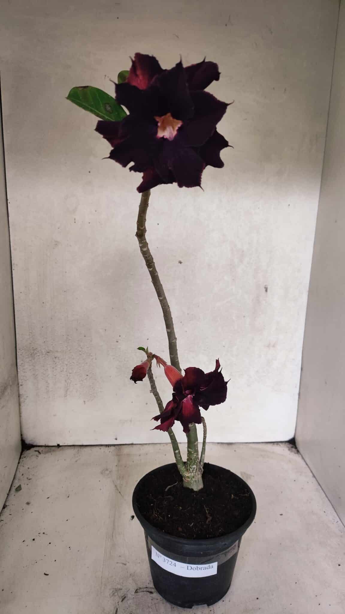 Planta Dobrada 3724 – 30cm – 02 anos - foto 2