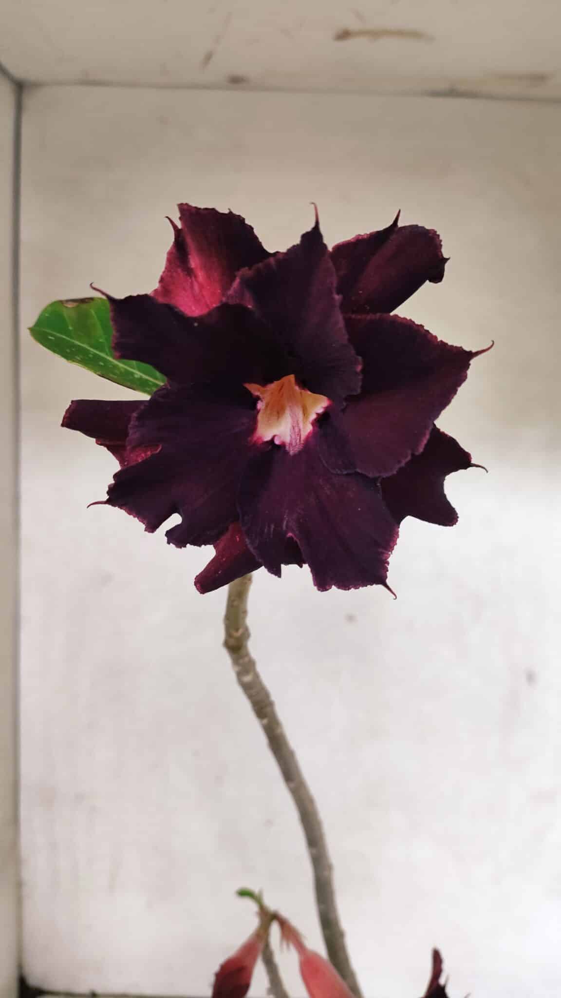 Planta Dobrada 3724 – 30cm – 02 anos - foto 3