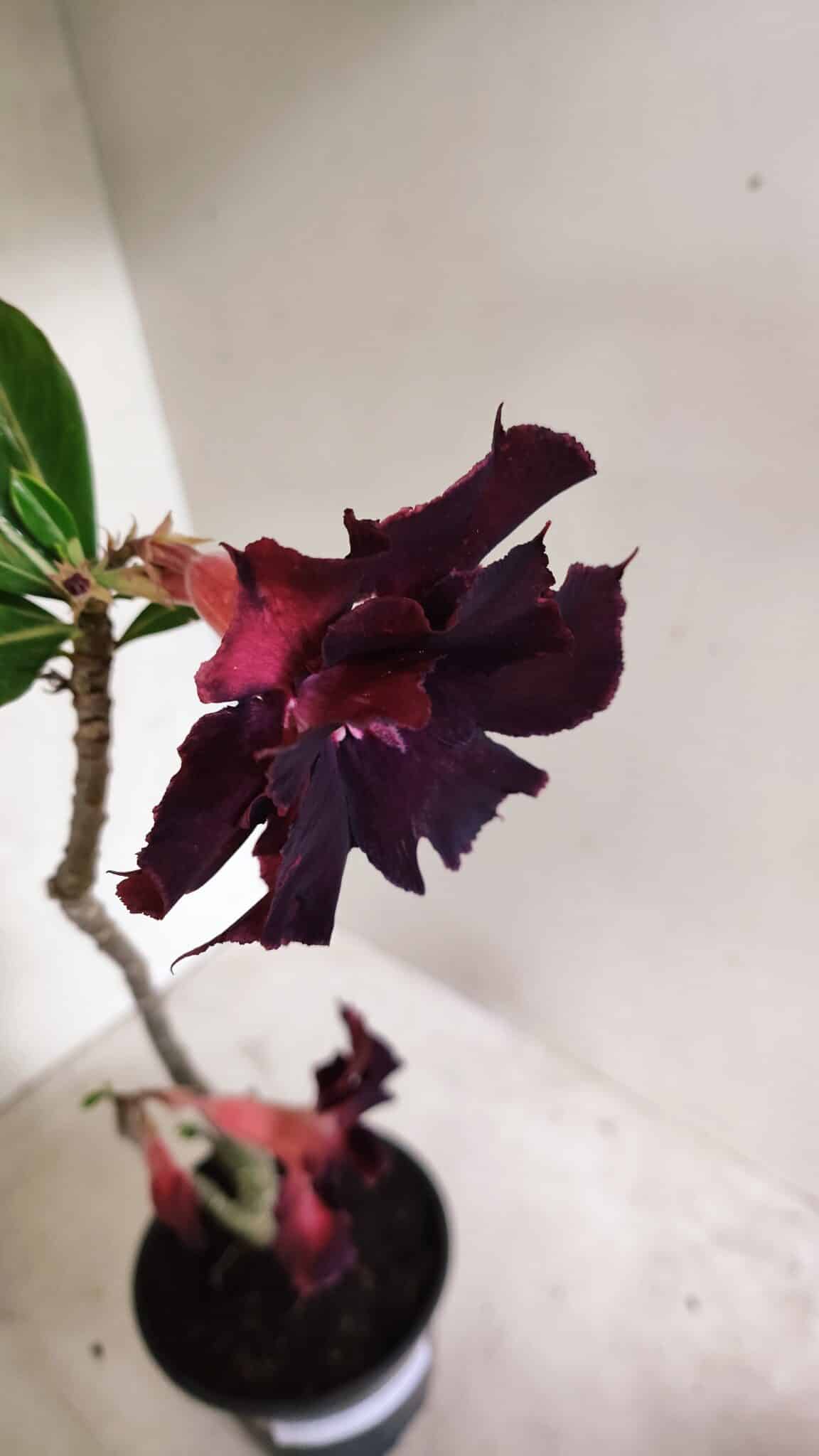 Planta Dobrada 3724 – 30cm – 02 anos - foto 4