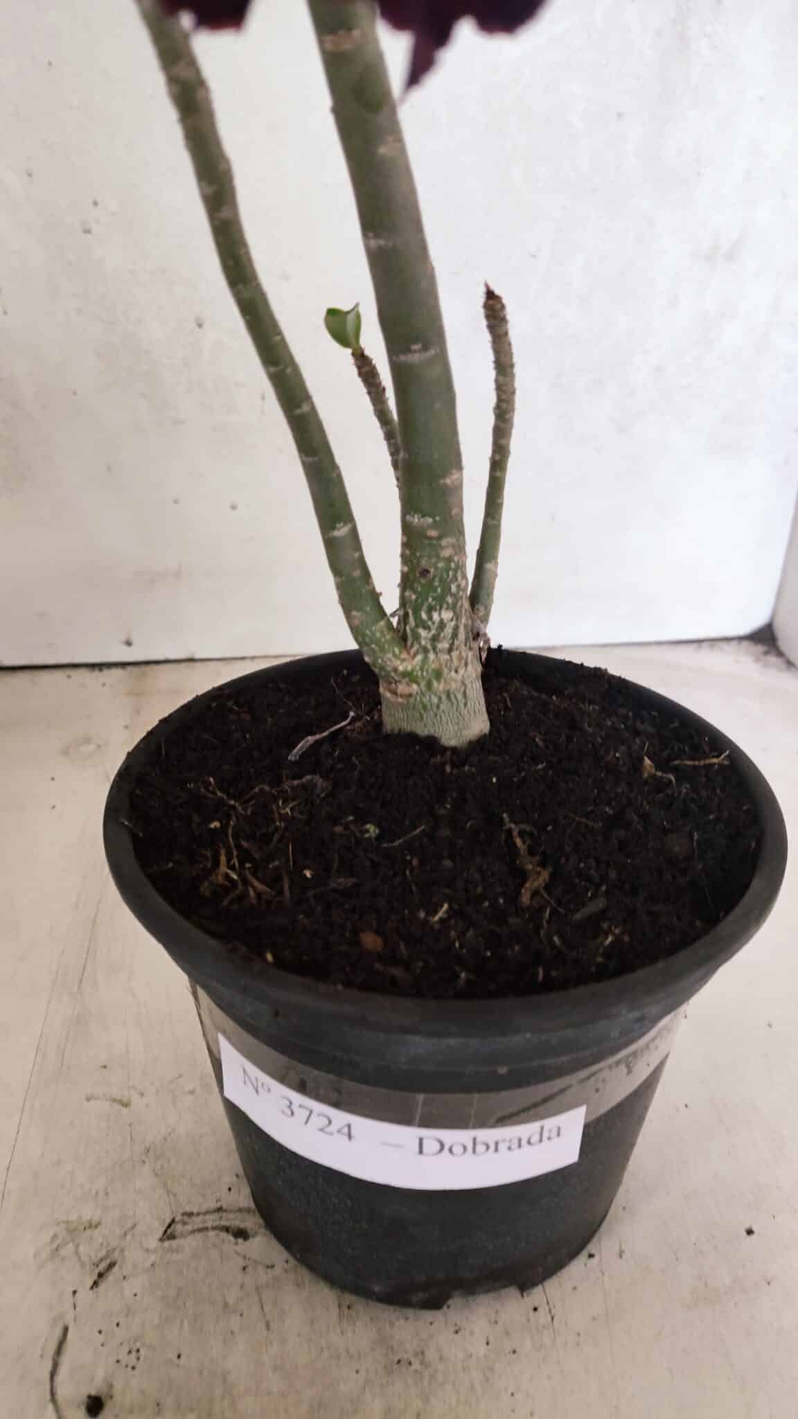 Planta Dobrada 3724 – 30cm – 02 anos - foto 6