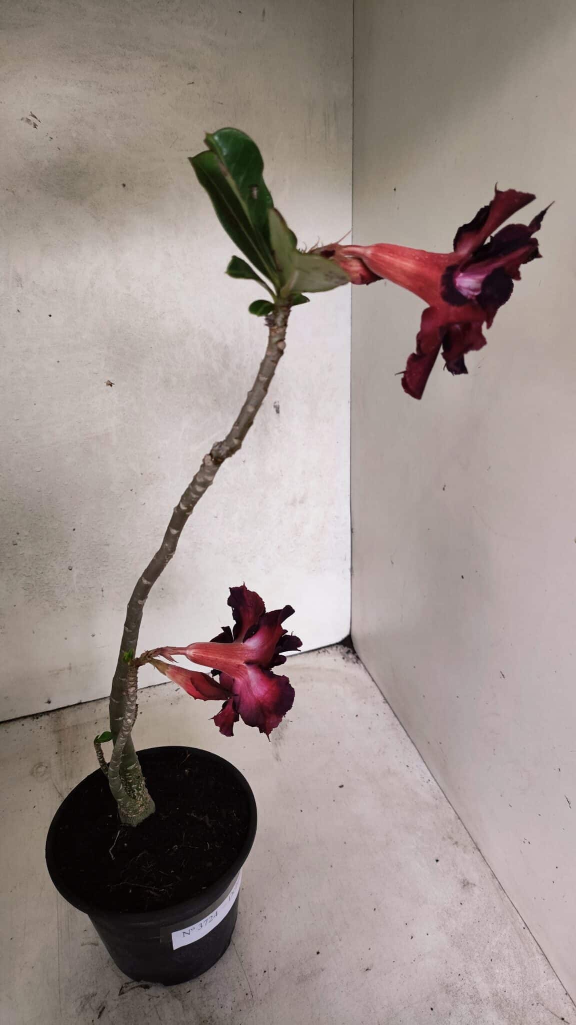 Planta Dobrada 3724 – 30cm – 02 anos - foto 5