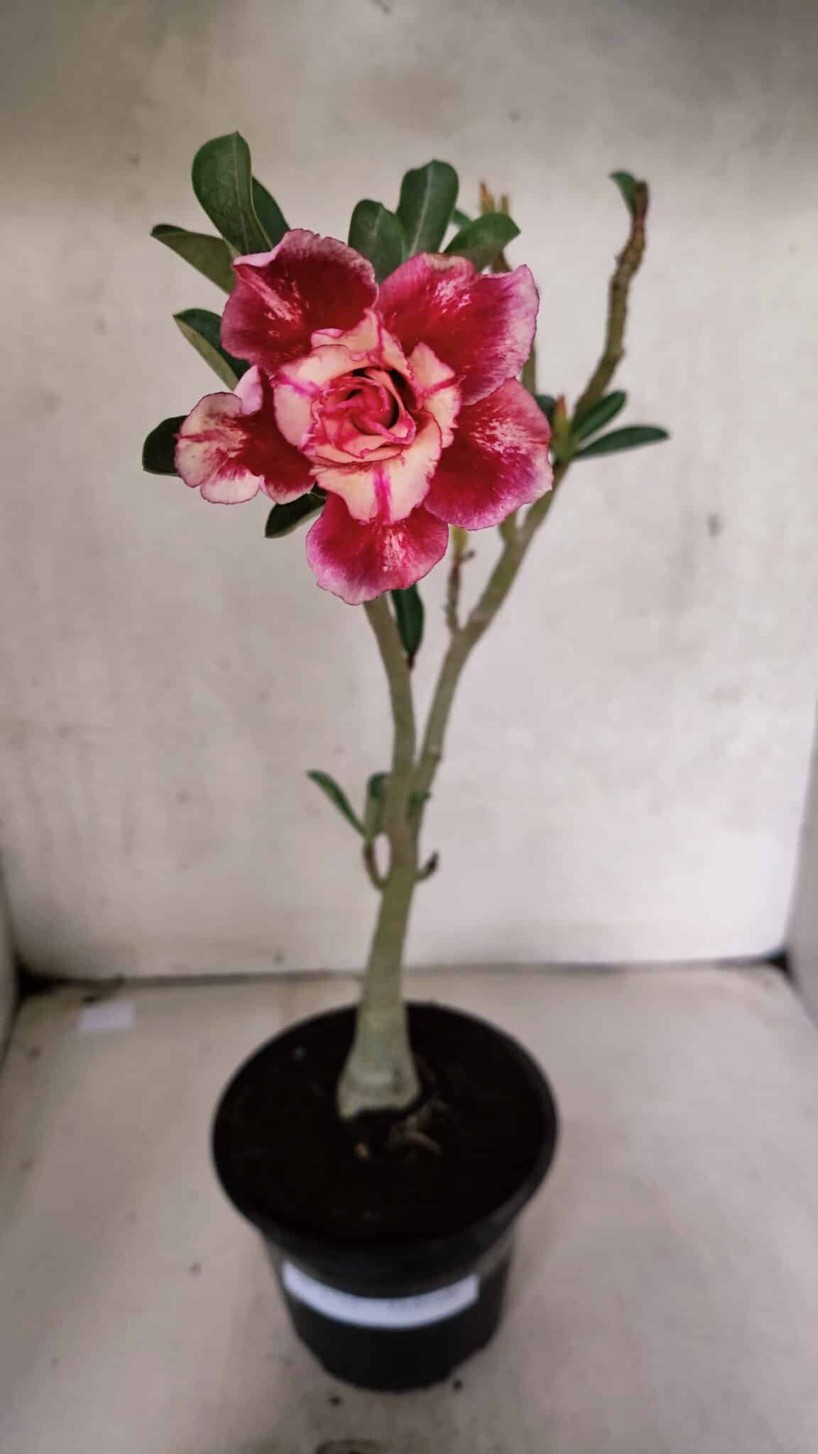 Planta Dobrada 3725 – 30cm – 02 anos - foto 2