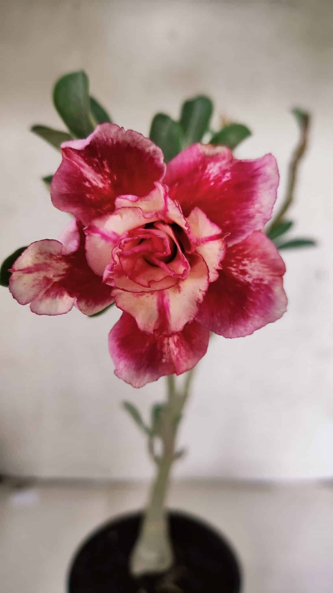 Planta Dobrada 3725 – 30cm – 02 anos - foto 3
