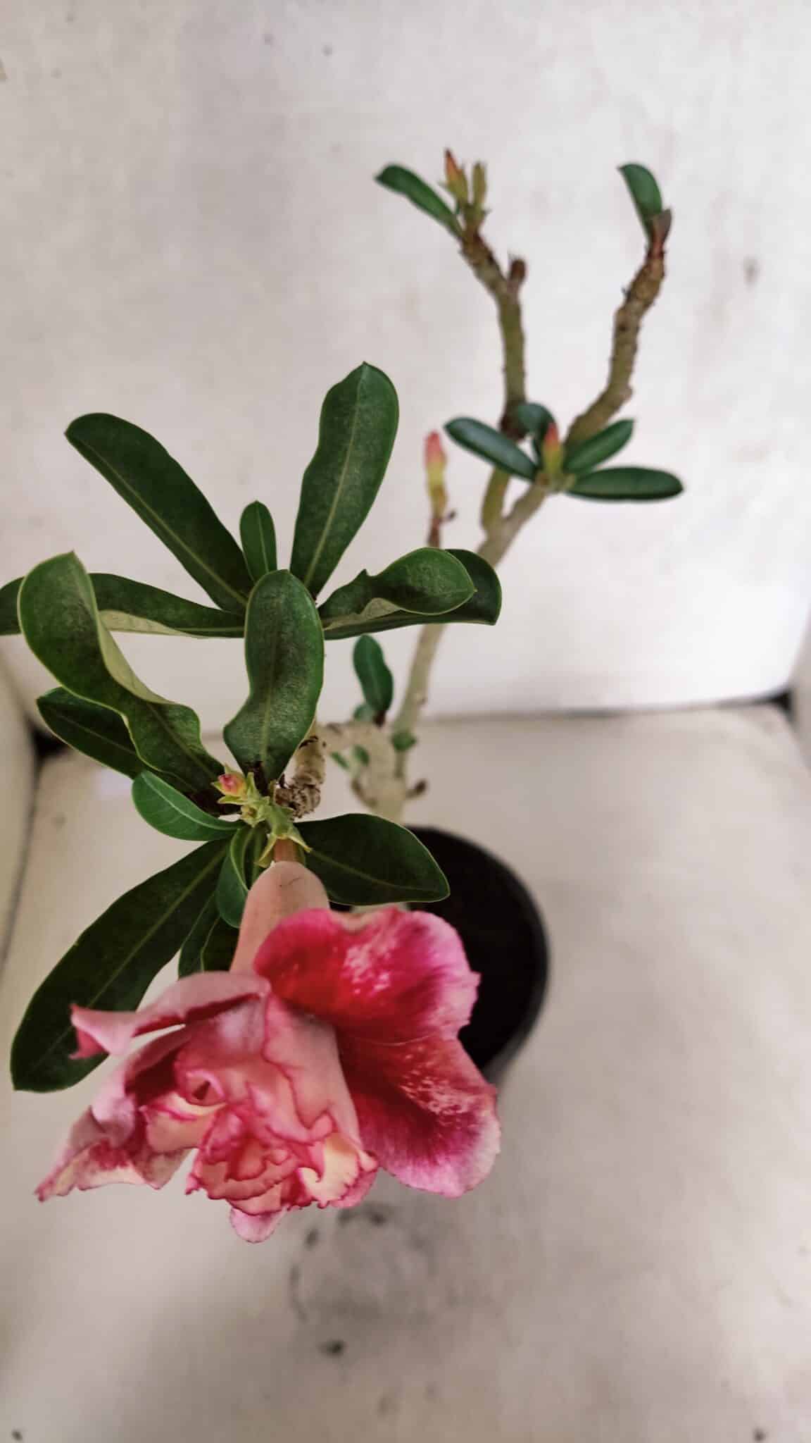 Planta Dobrada 3725 – 30cm – 02 anos - foto 4