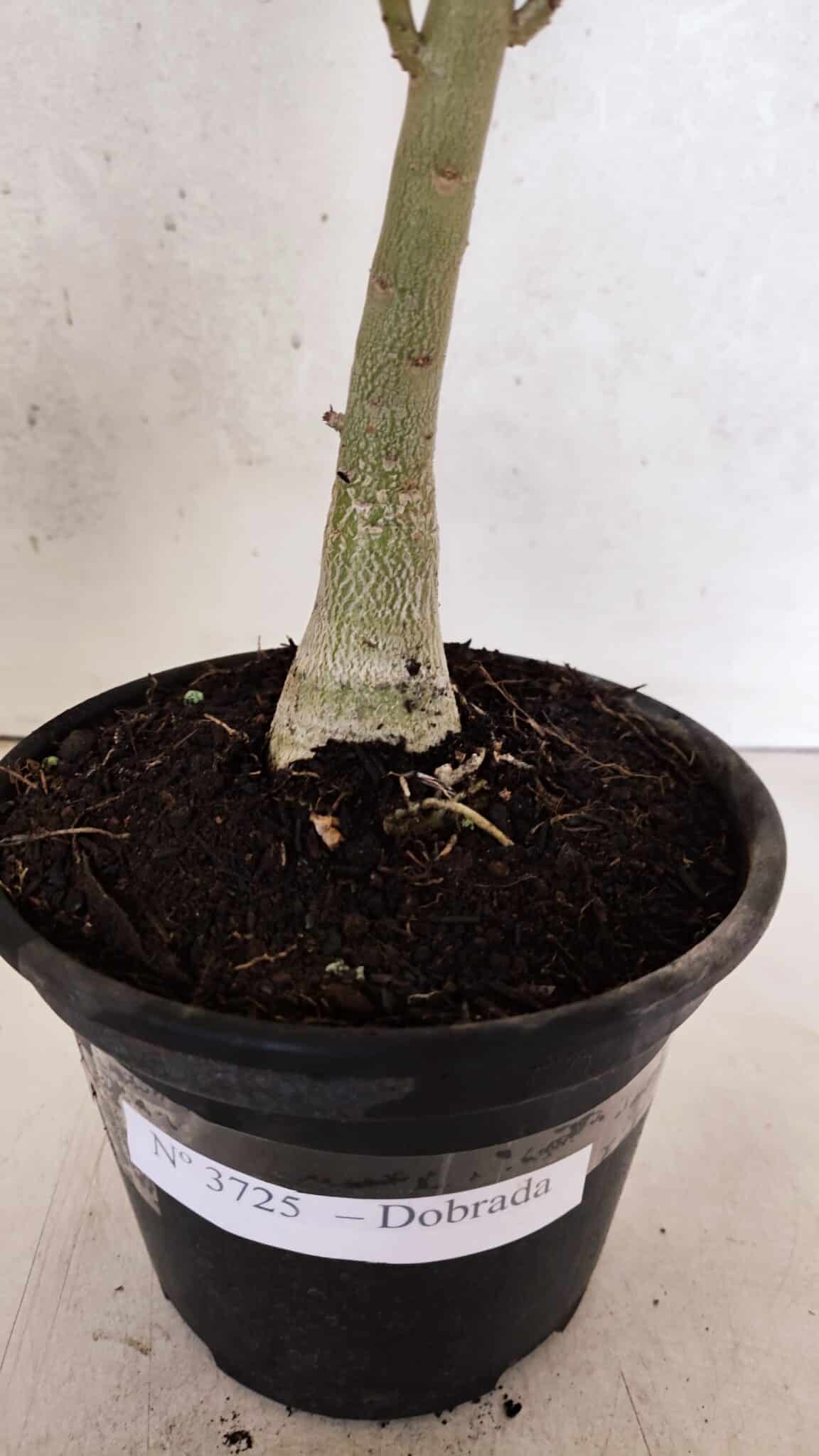 Planta Dobrada 3725 – 30cm – 02 anos - foto 7