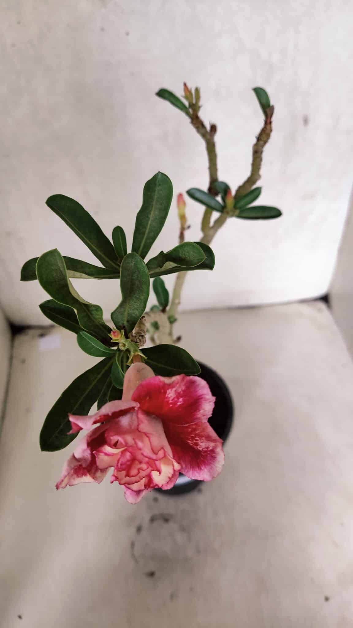 Planta Dobrada 3725 – 30cm – 02 anos - foto 6