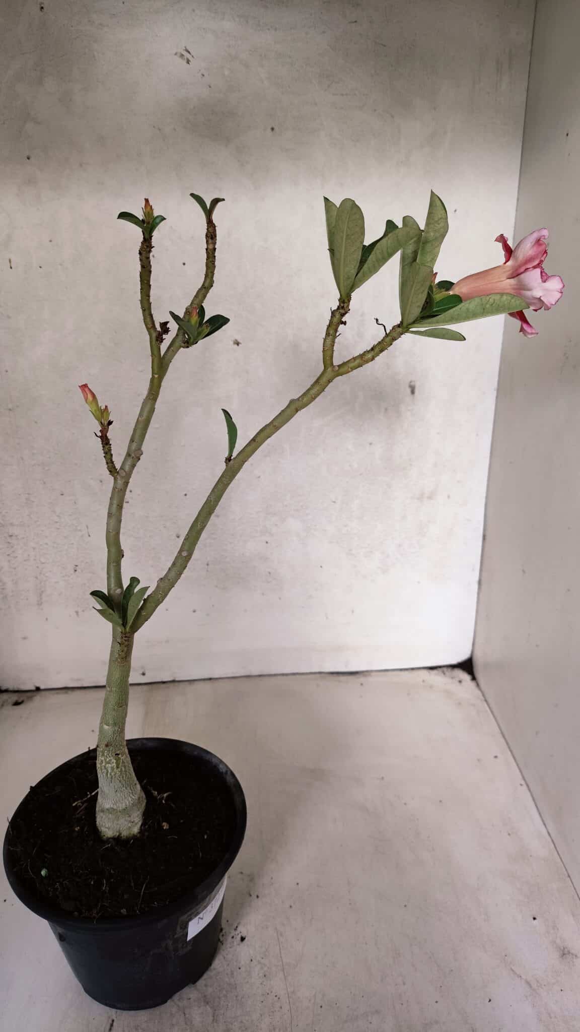 Planta Dobrada 3725 – 30cm – 02 anos - foto 5