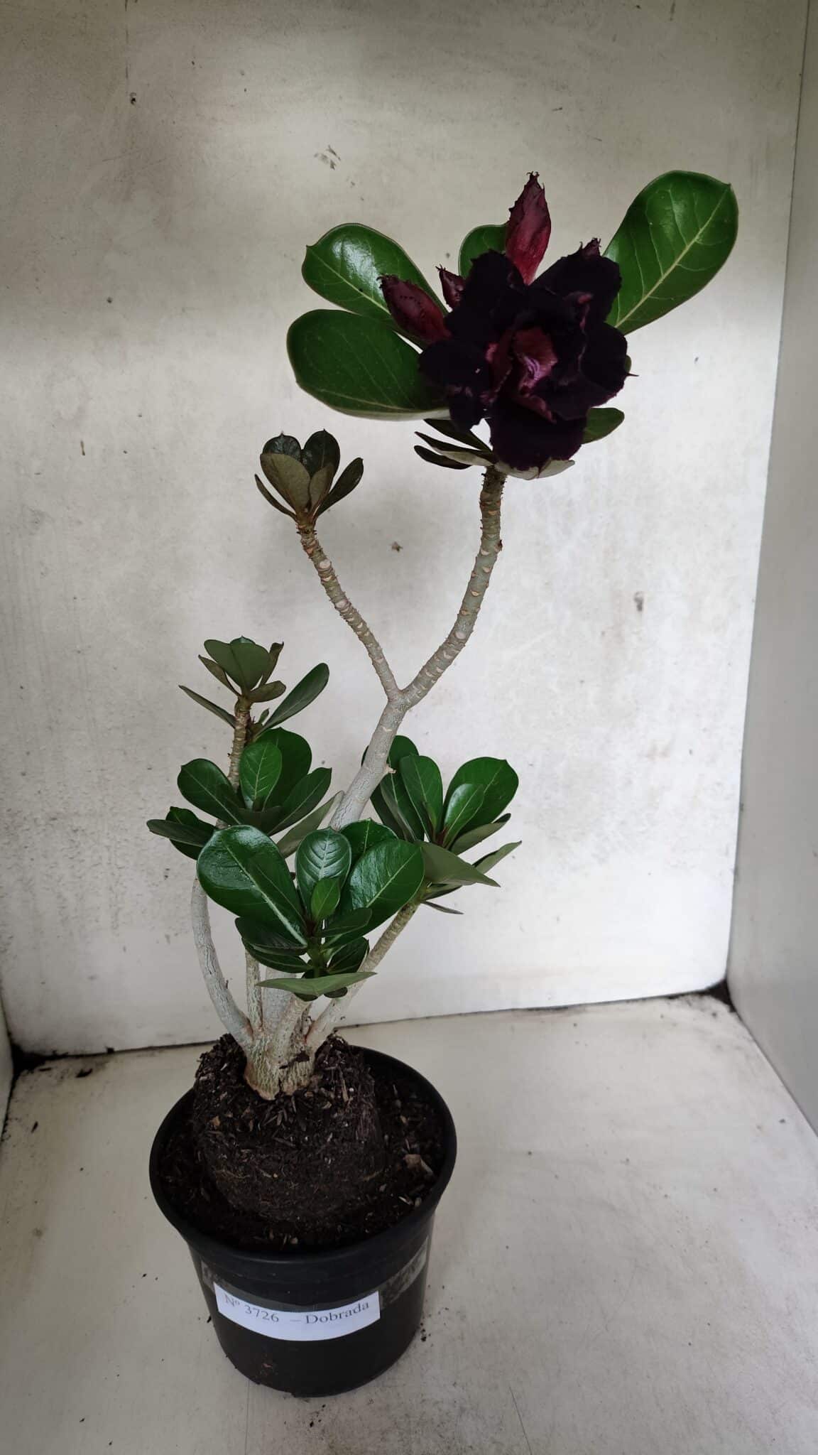 Planta Dobrada 3726 – 35cm – 03 anos - foto 2
