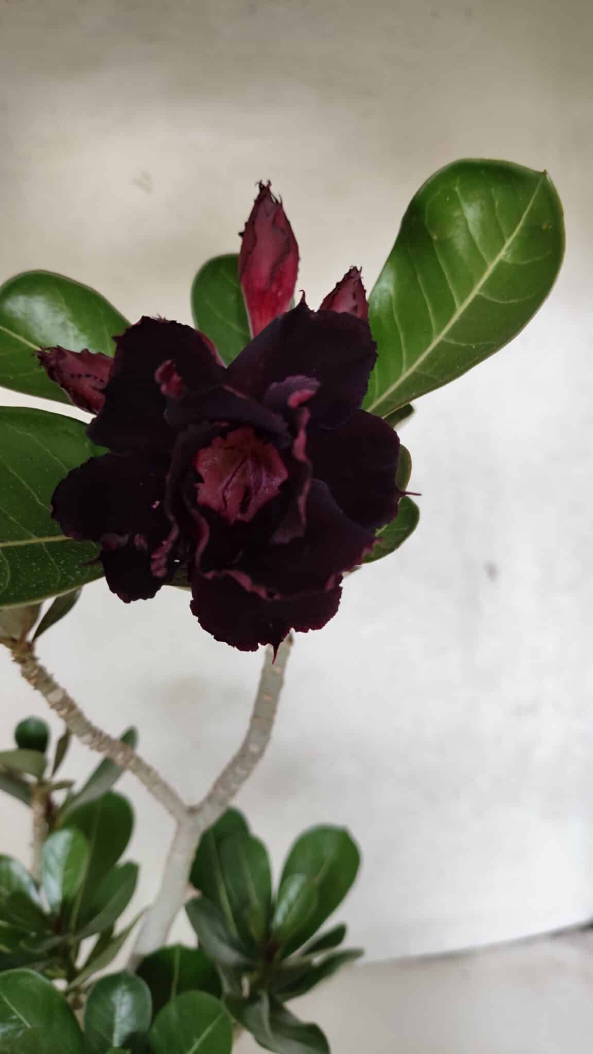 Planta Dobrada 3726 – 35cm – 03 anos - foto 3