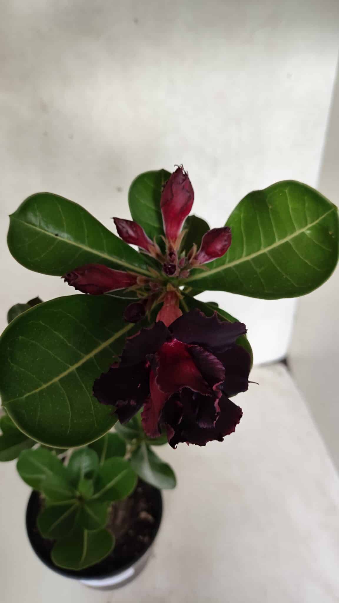 Planta Dobrada 3726 – 35cm – 03 anos - foto 4