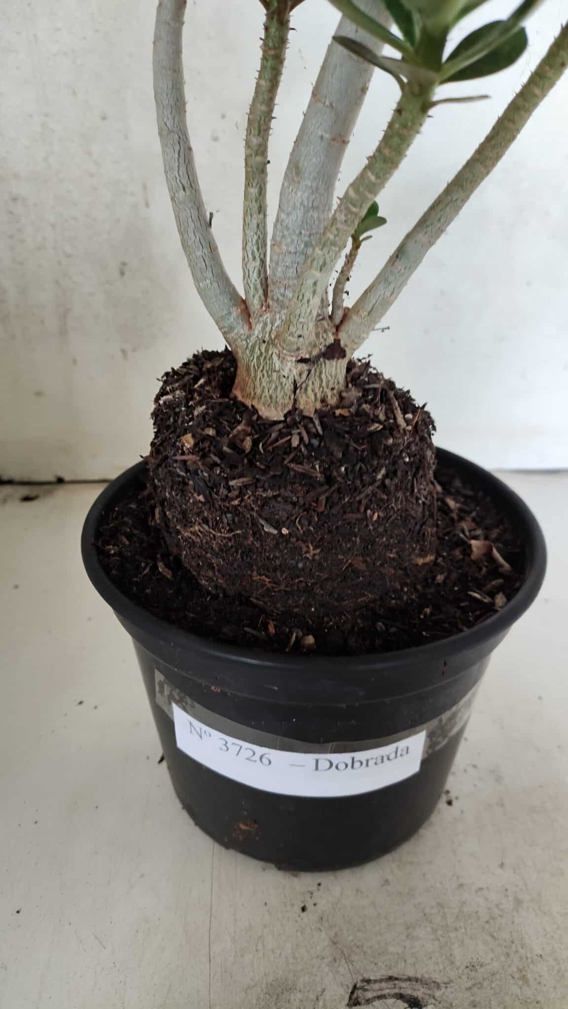Planta Dobrada 3726 – 35cm – 03 anos - foto 7