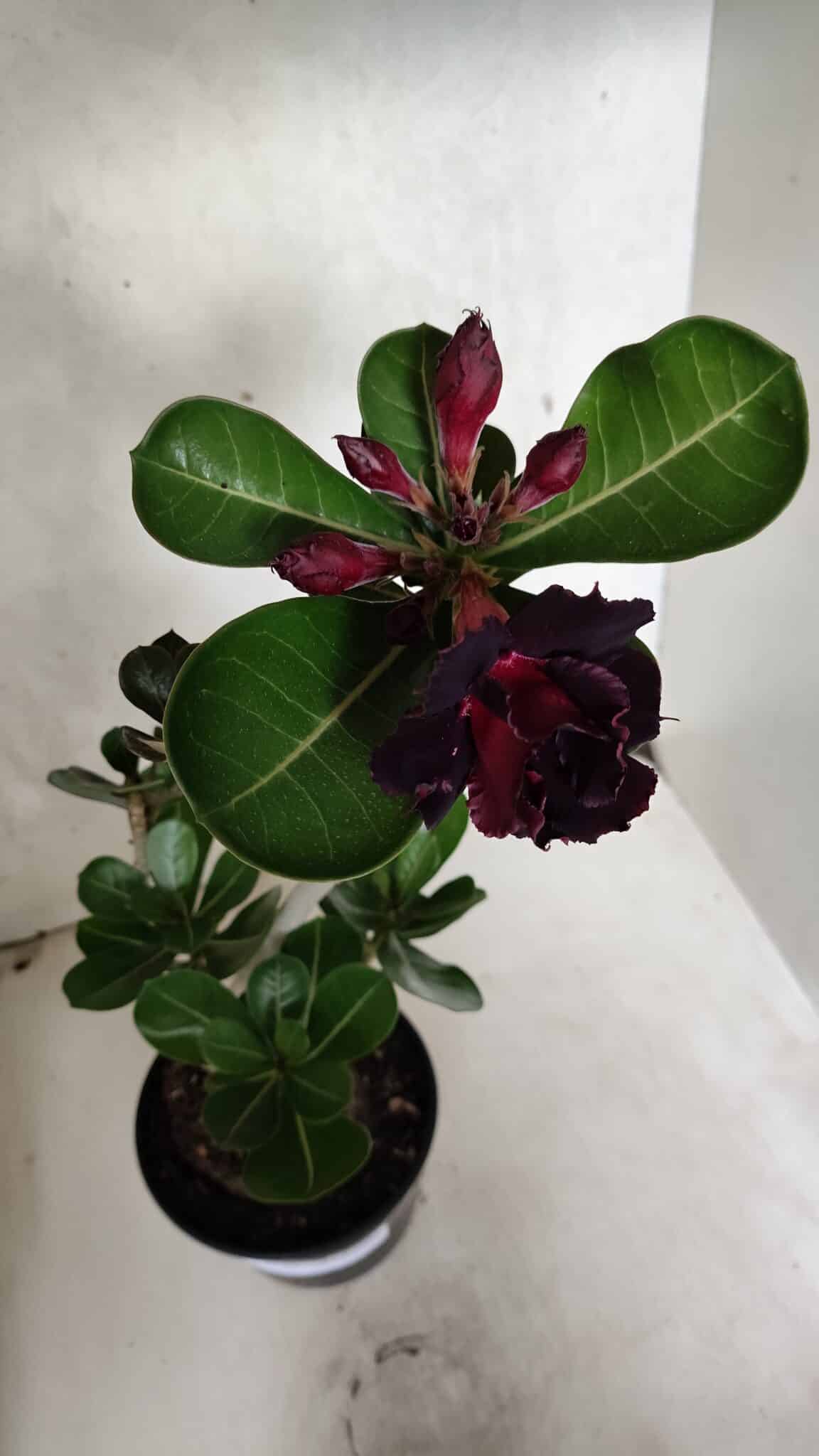 Planta Dobrada 3726 – 35cm – 03 anos - foto 5