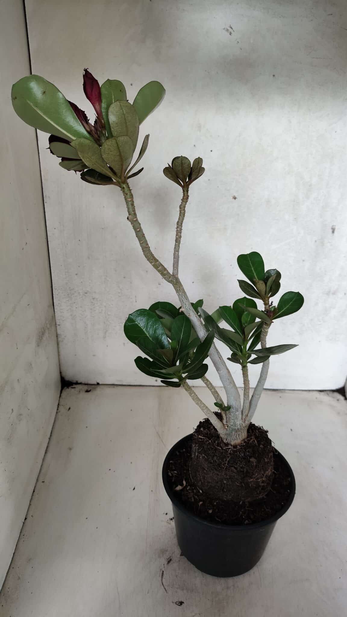 Planta Dobrada 3726 – 35cm – 03 anos - foto 6