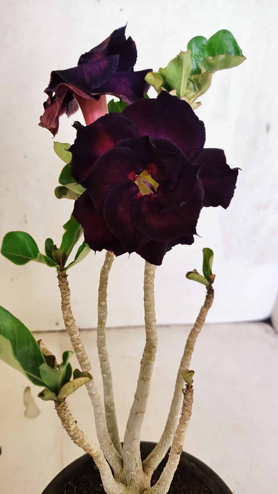 Planta Dobrada 3730 – 30cm – 02 anos - foto 3