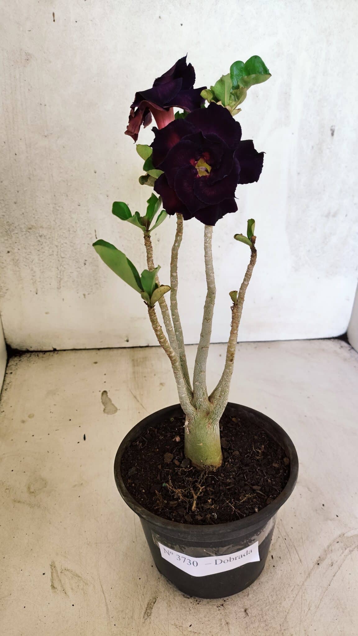 Planta Dobrada 3730 – 30cm – 02 anos - foto 2
