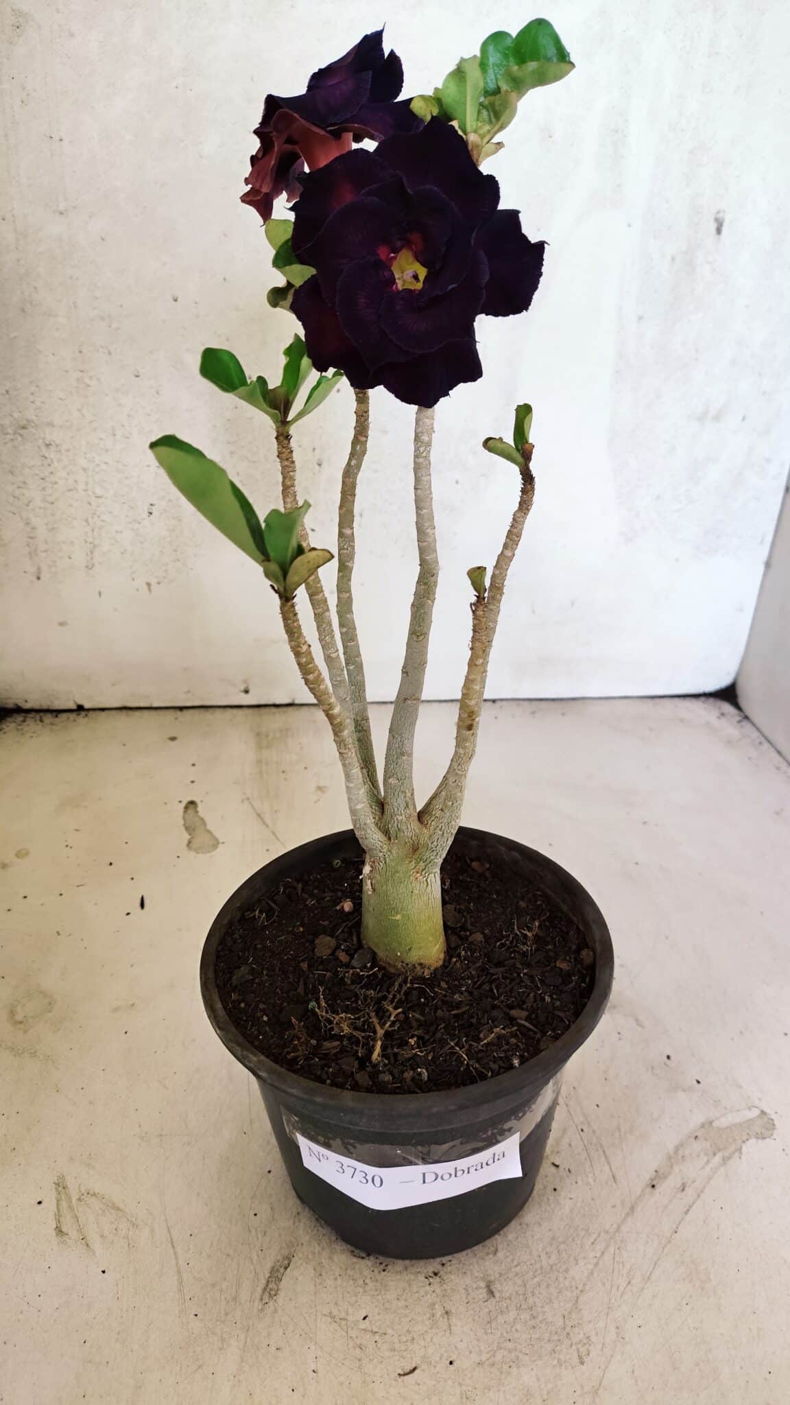 Planta Dobrada 3730 – 30cm – 02 anos - foto 5