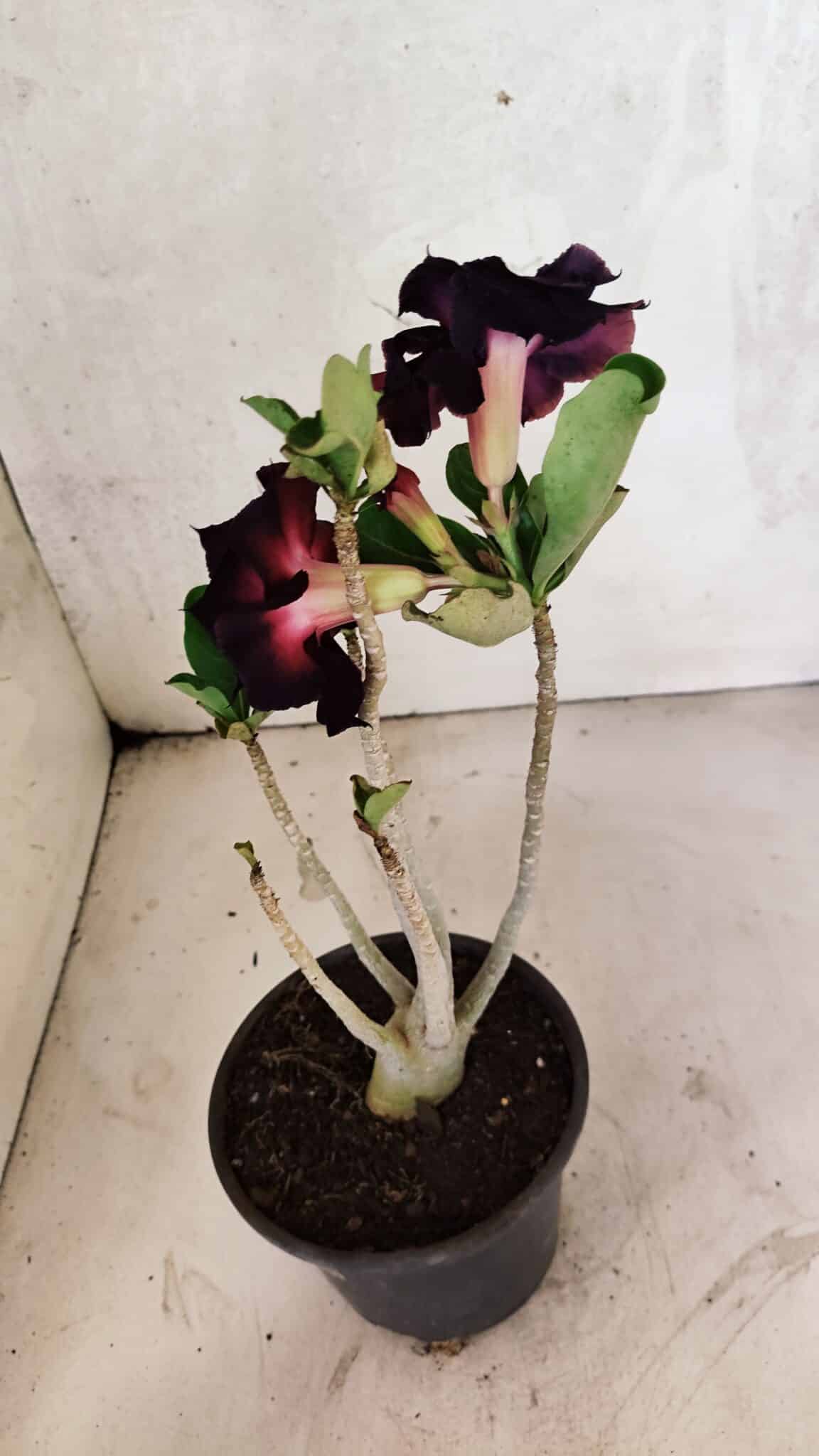 Planta Dobrada 3730 – 30cm – 02 anos - foto 4