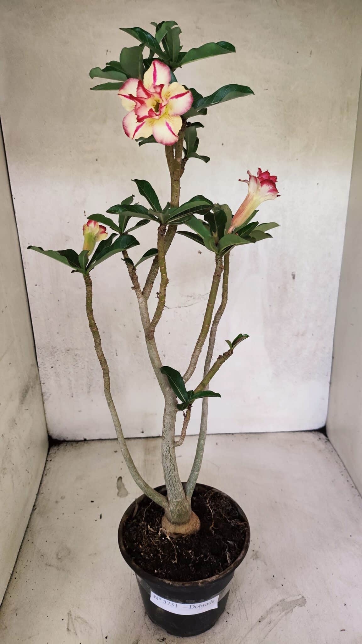 Planta Dobrada 3731 – 35cm – 03 anos - foto 2
