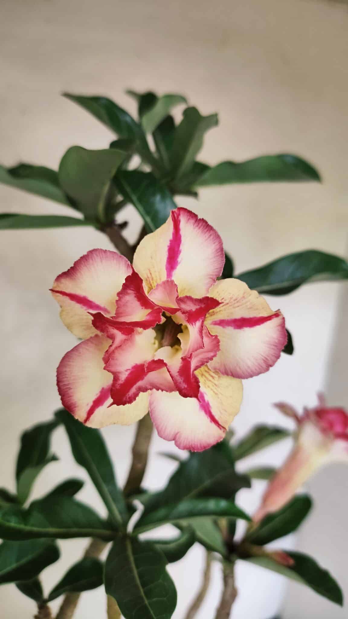 Planta Dobrada 3731 – 35cm – 03 anos - foto 3
