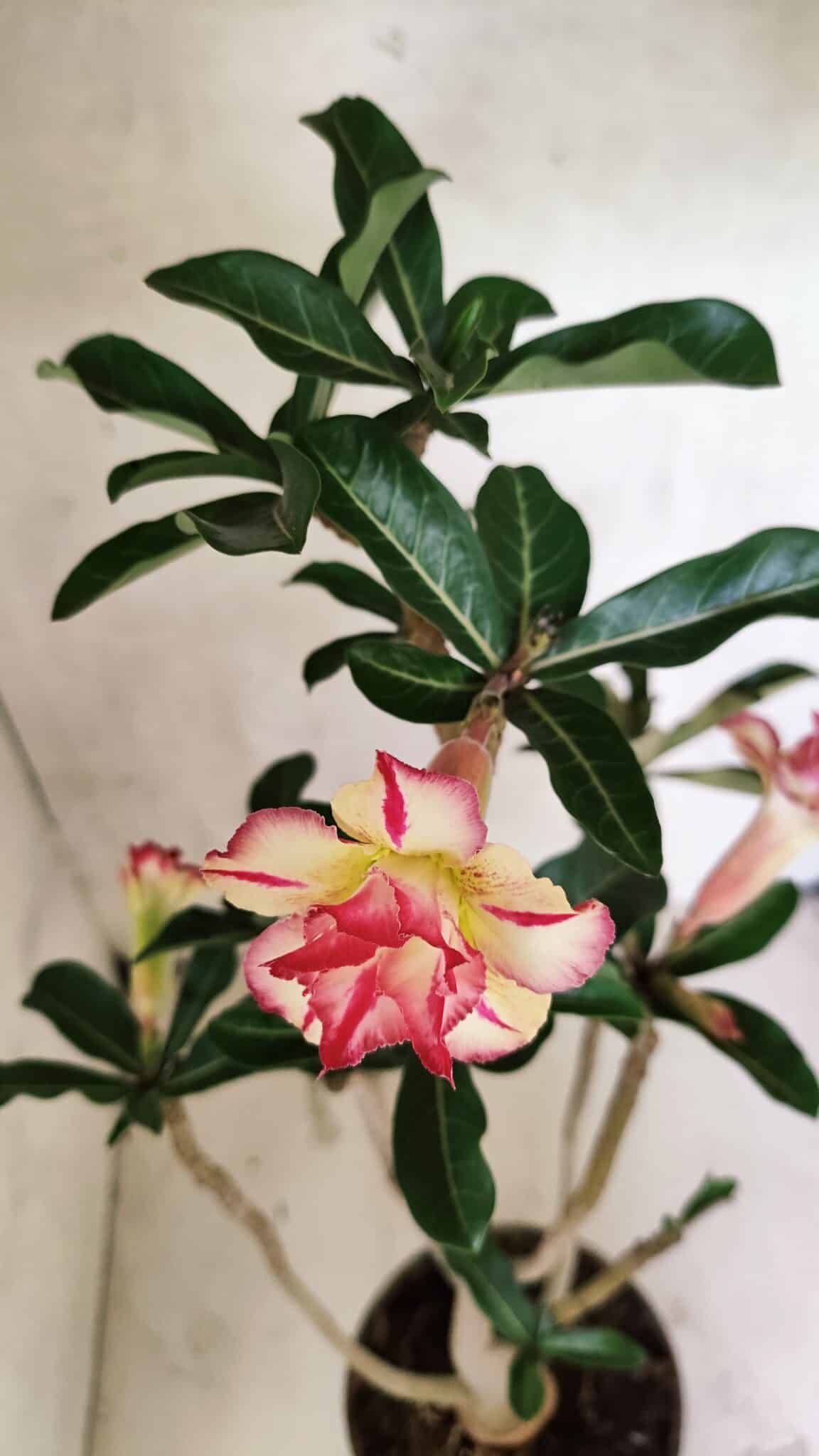 Planta Dobrada 3731 – 35cm – 03 anos - foto 4
