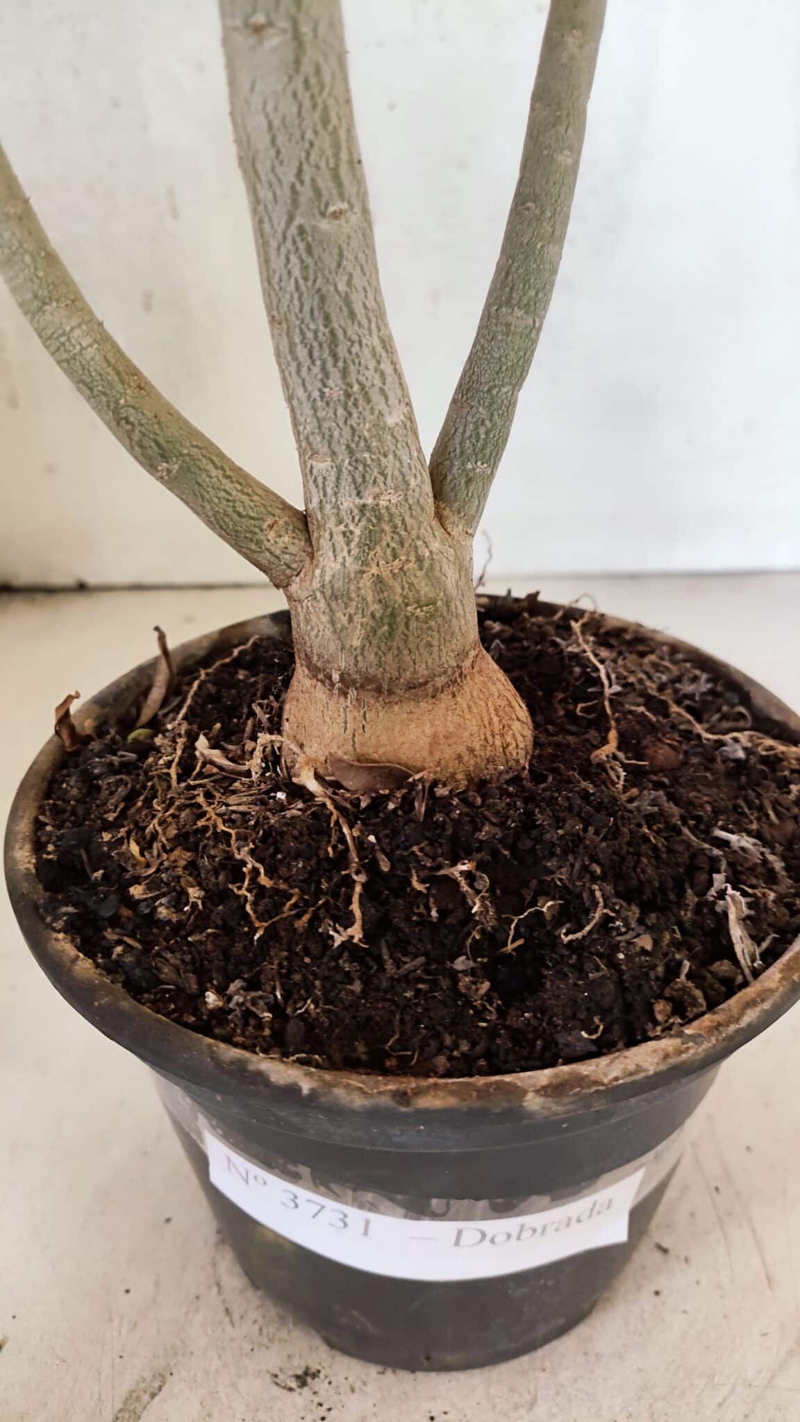 Planta Dobrada 3731 – 35cm – 03 anos - foto 6