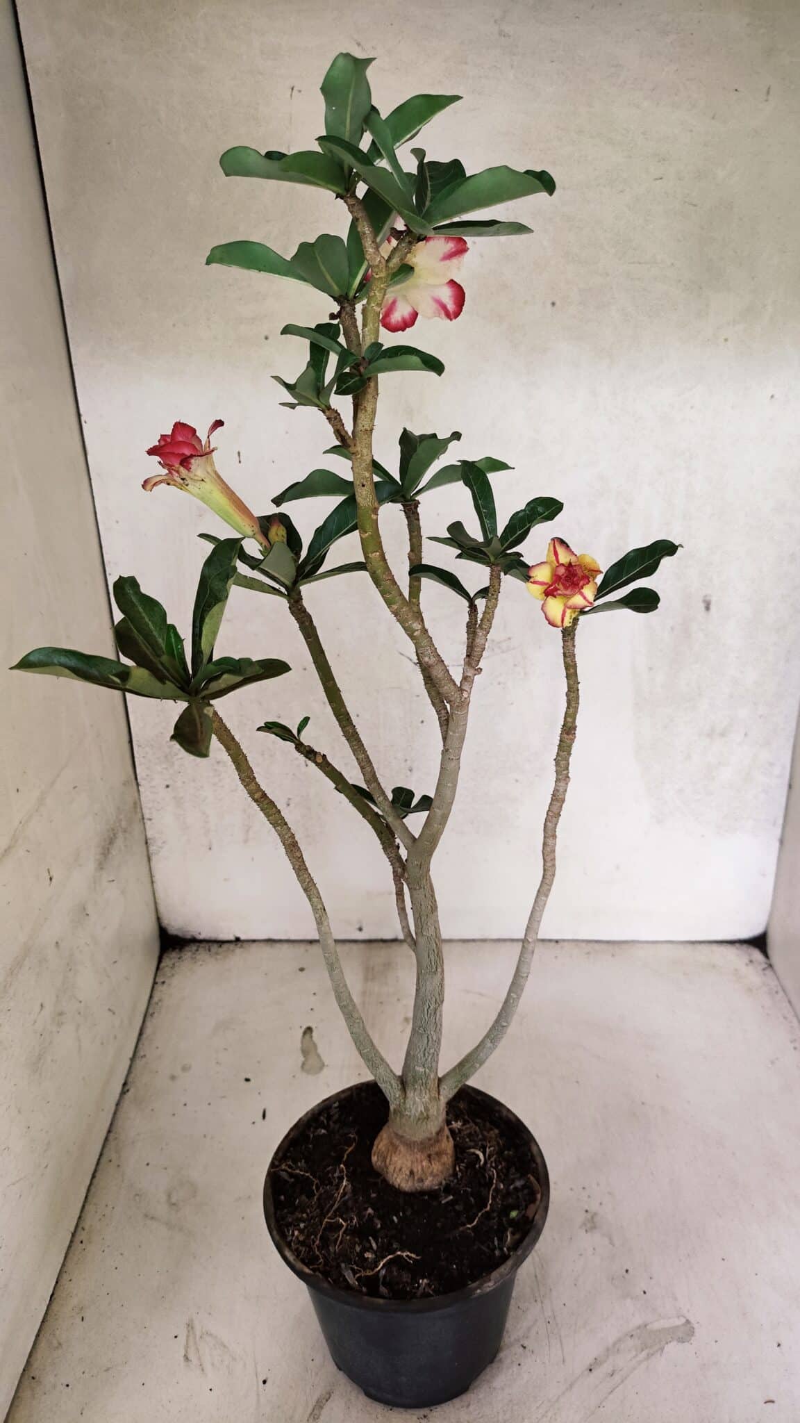 Planta Dobrada 3731 – 35cm – 03 anos - foto 5