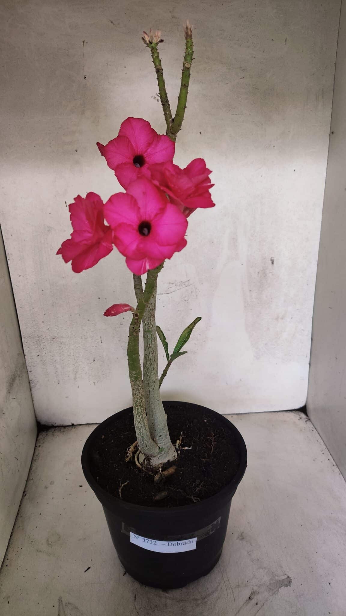 Planta Dobrada 3732 – 40cm – 03 anos - foto 2