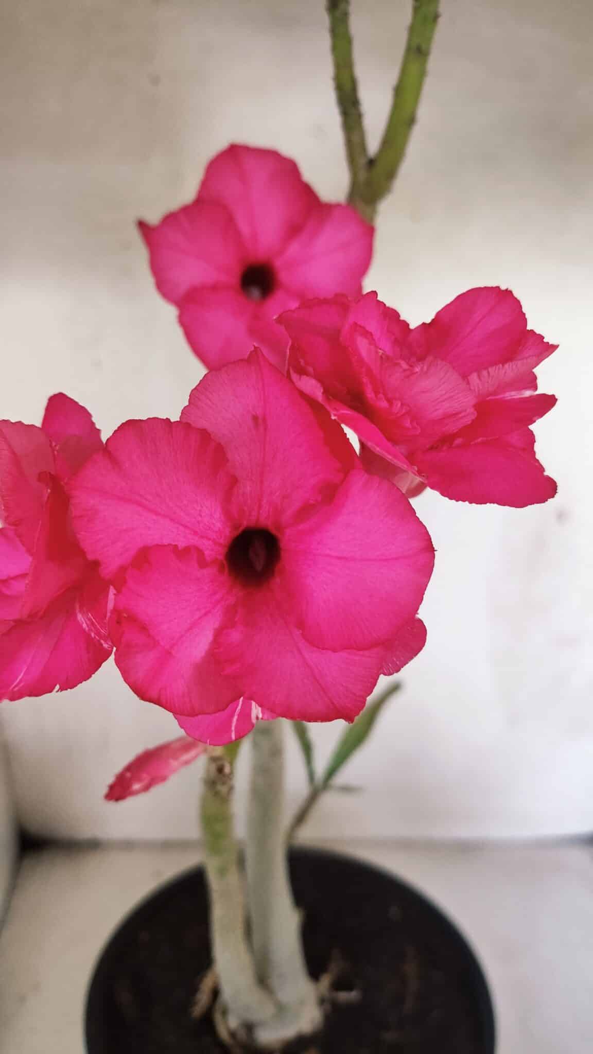 Planta Dobrada 3732 – 40cm – 03 anos - foto 4