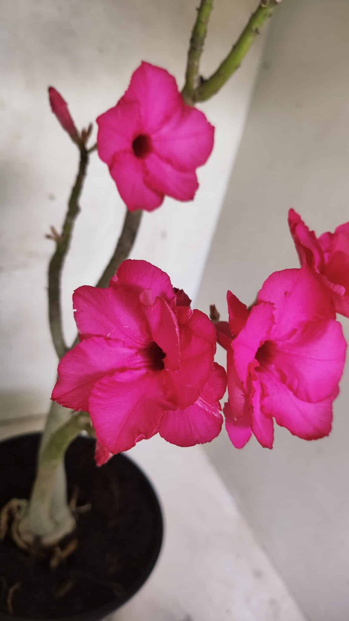 Planta Dobrada 3732 – 40cm – 03 anos - foto 5