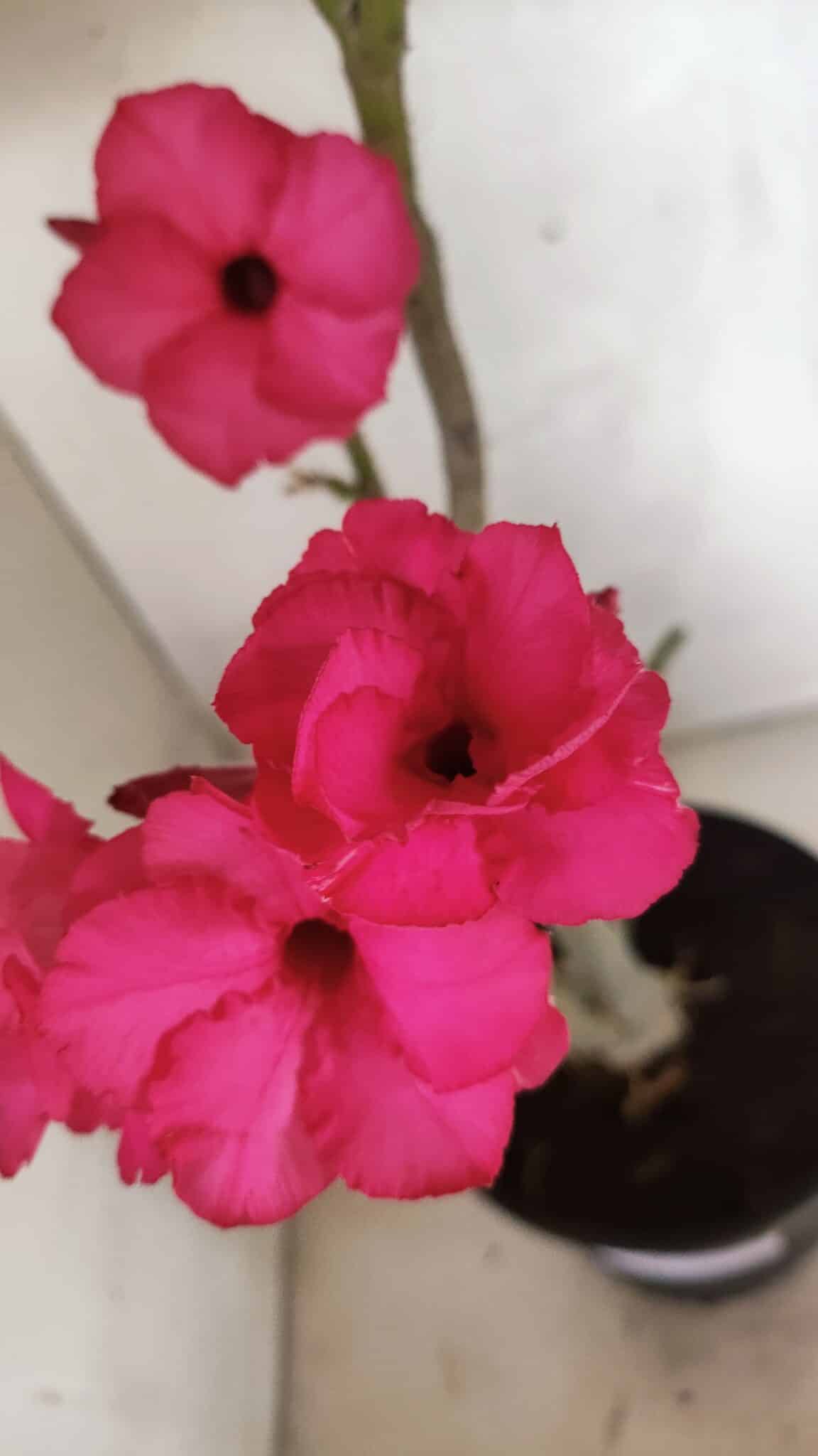 Planta Dobrada 3732 – 40cm – 03 anos - foto 3