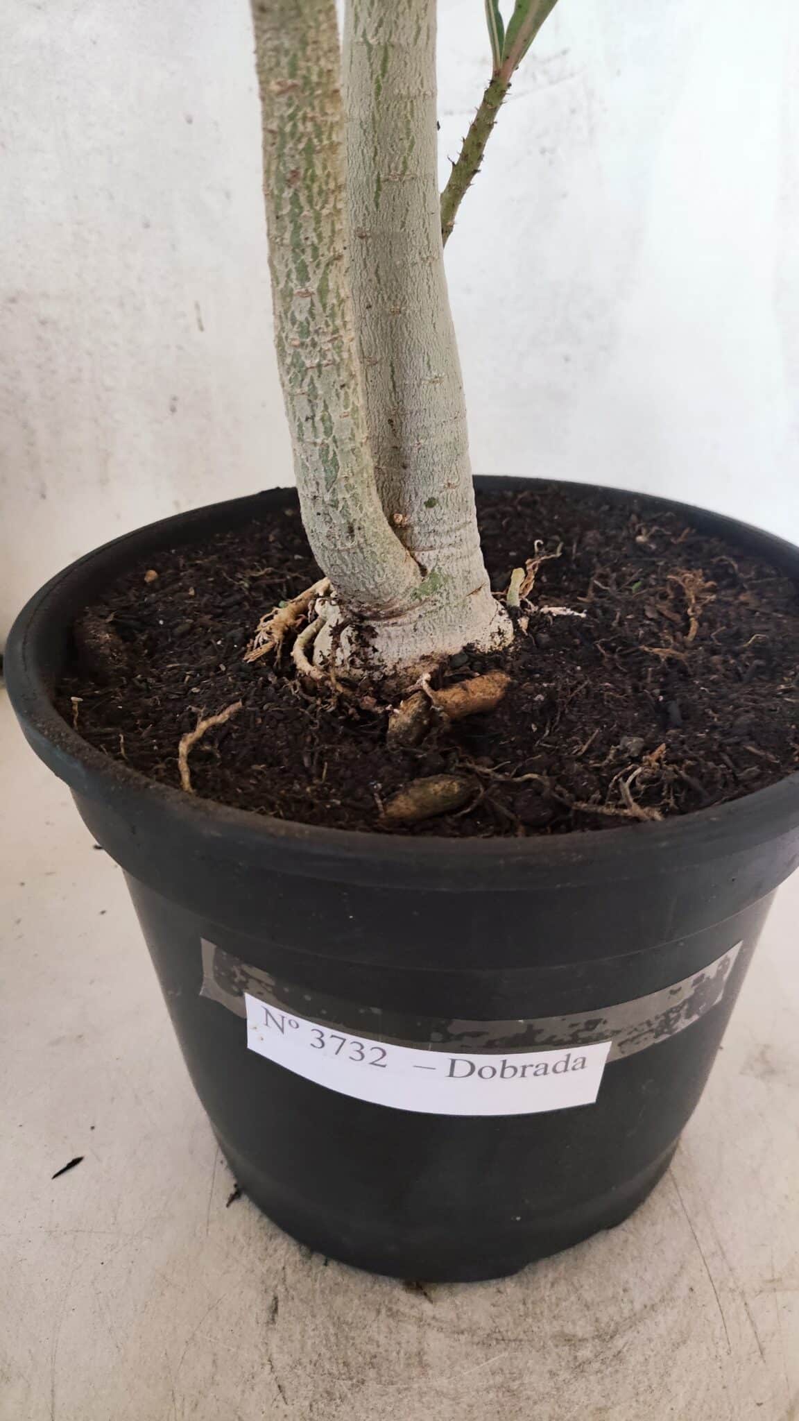 Planta Dobrada 3732 – 40cm – 03 anos - foto 10